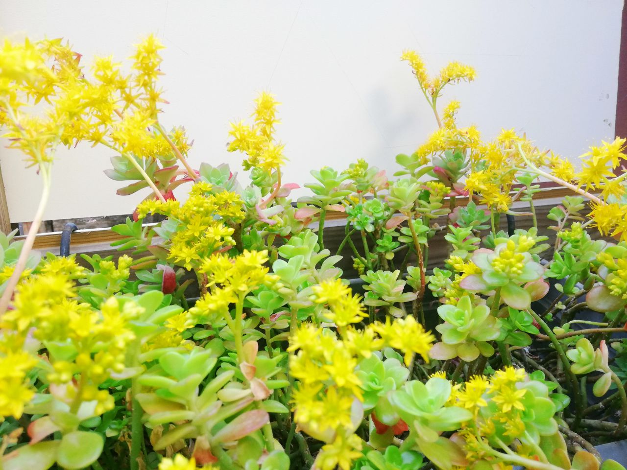 Annexe IMG_20200410_184419_649.jpg