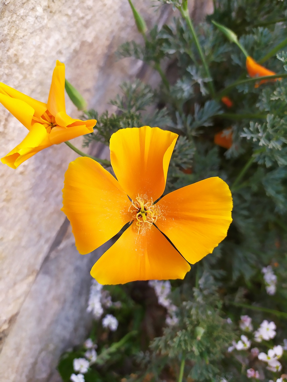 Annexe IMG_20200410_191514.jpg