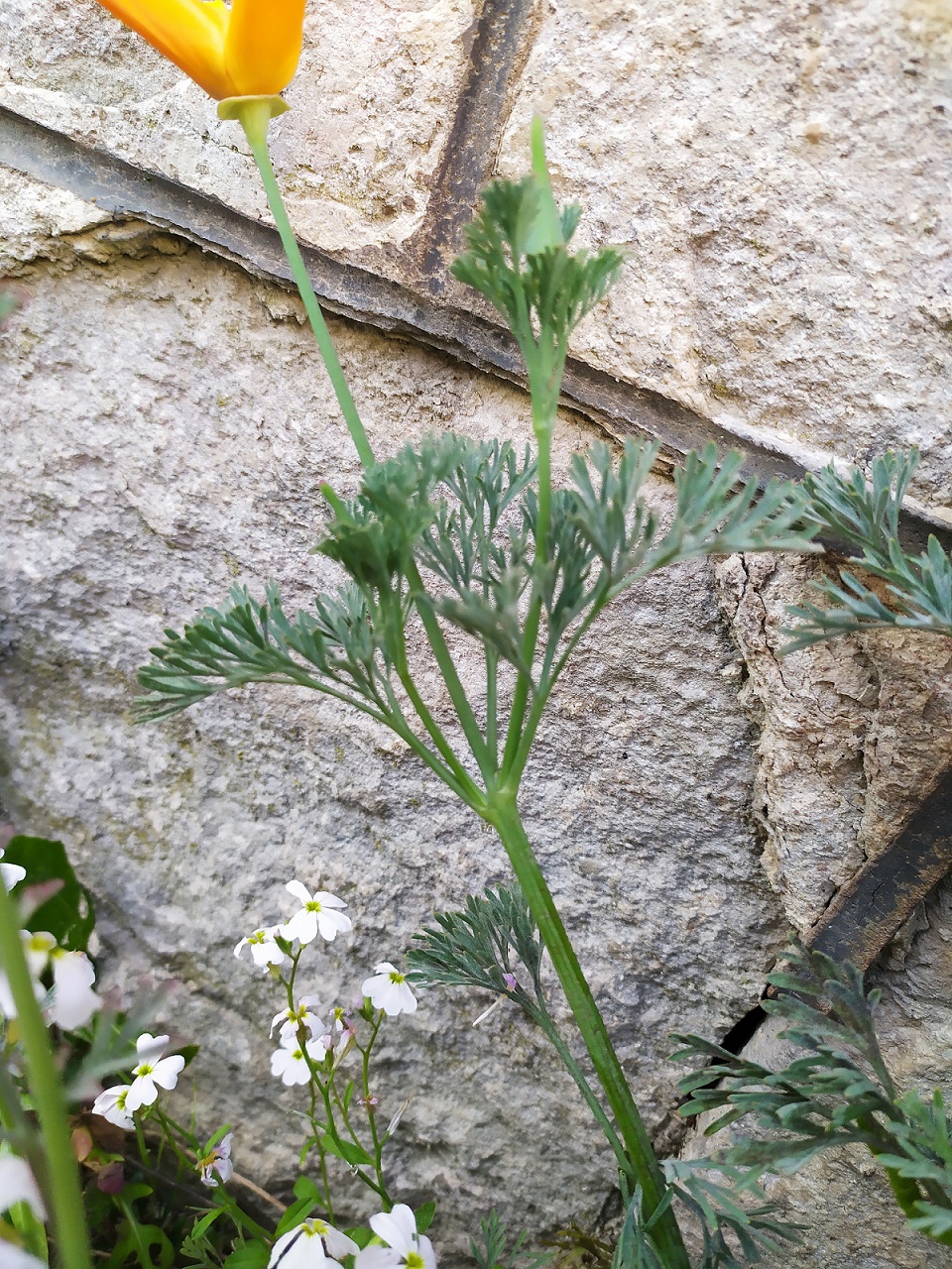 Annexe IMG_20200410_192108.jpg