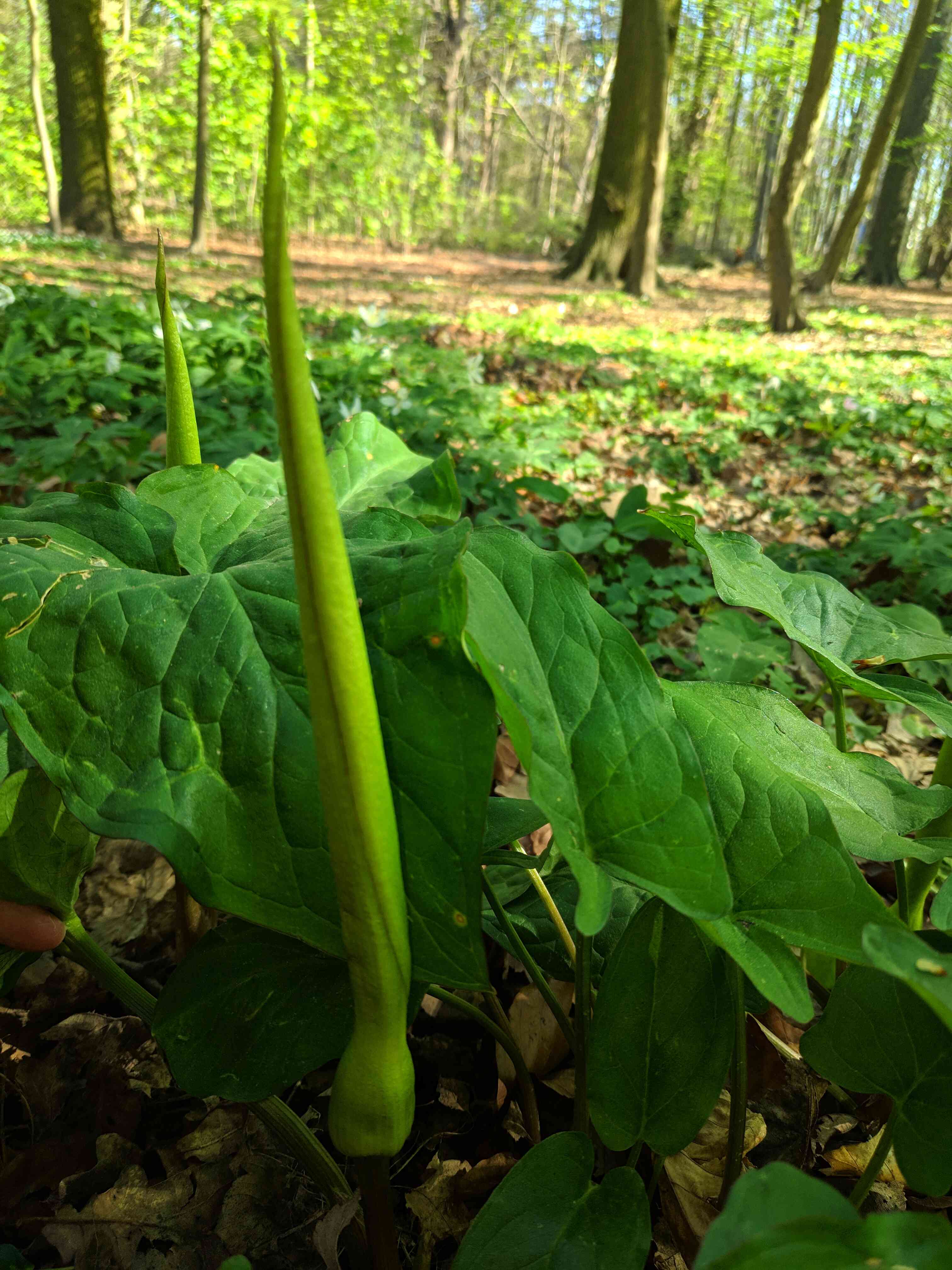 Annexe Pied de Veau fleur.jpg