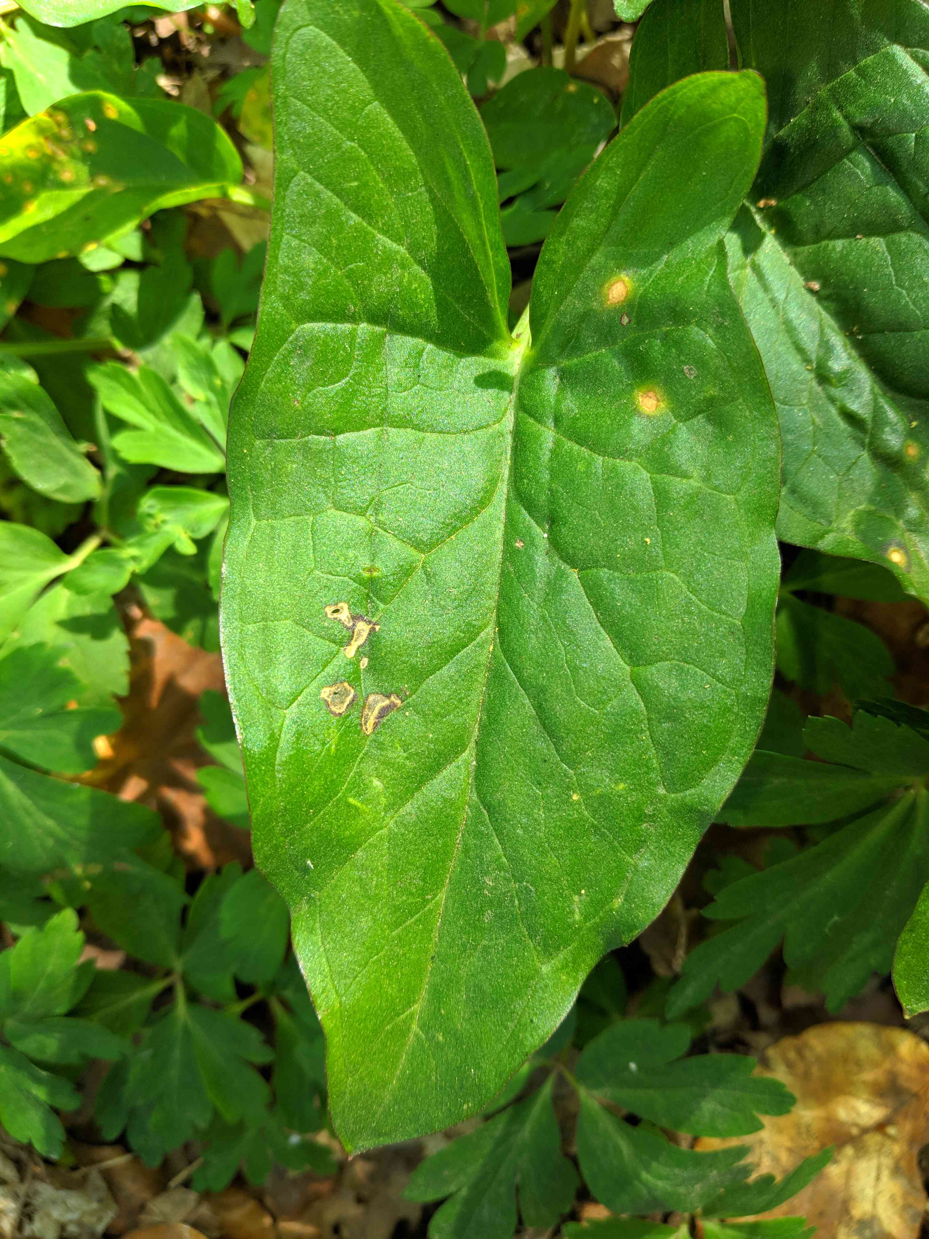 Annexe Pied de veau feuille.jpg