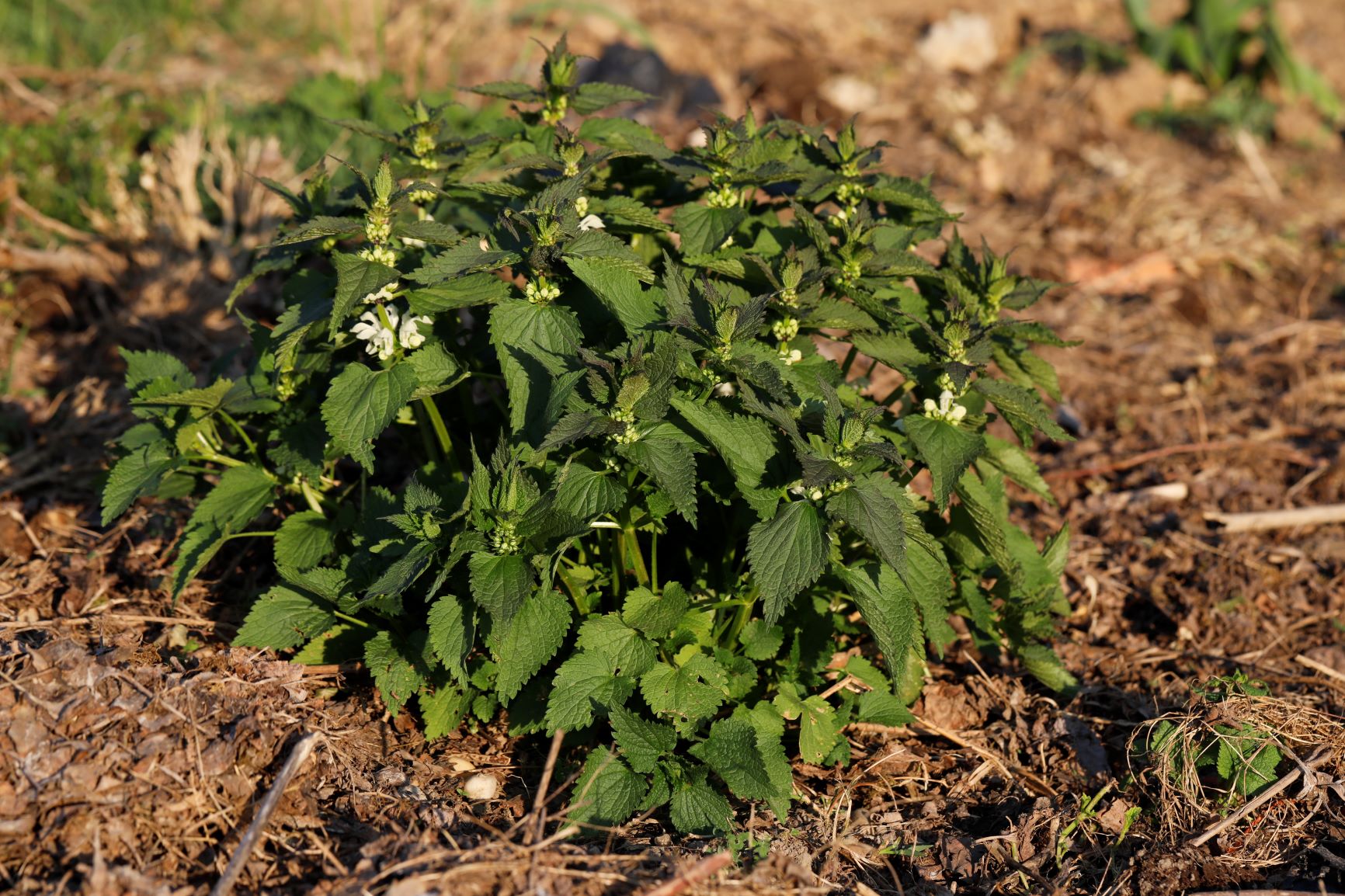 Annexe Activite 1 ensemble.JPG