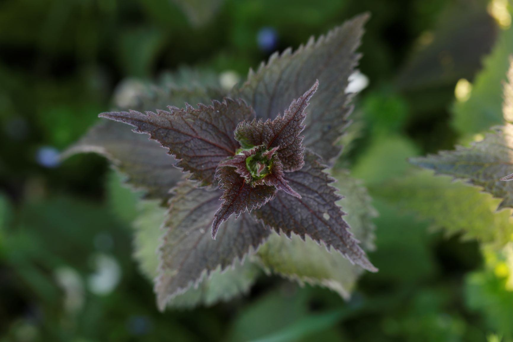 Annexe Activite 1 feuille.JPG