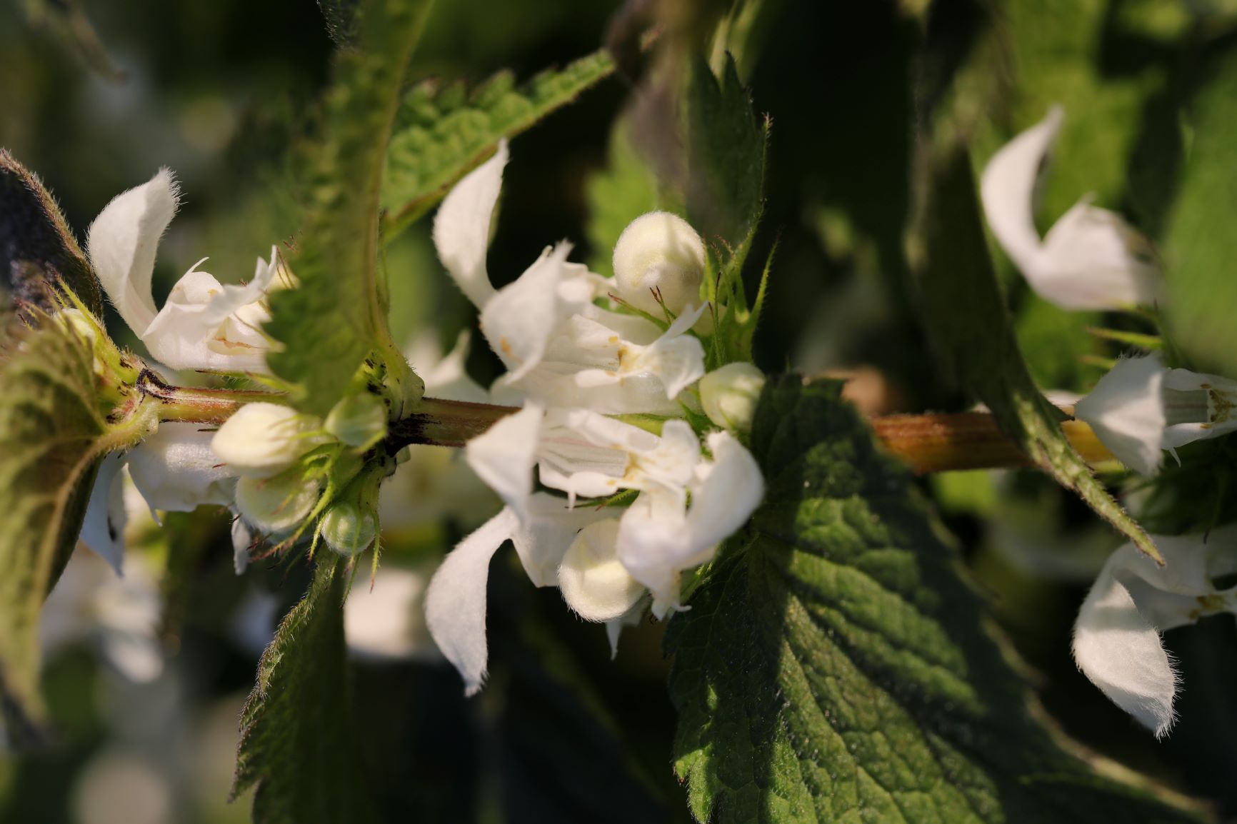 Annexe Activite 1 fleur.JPG