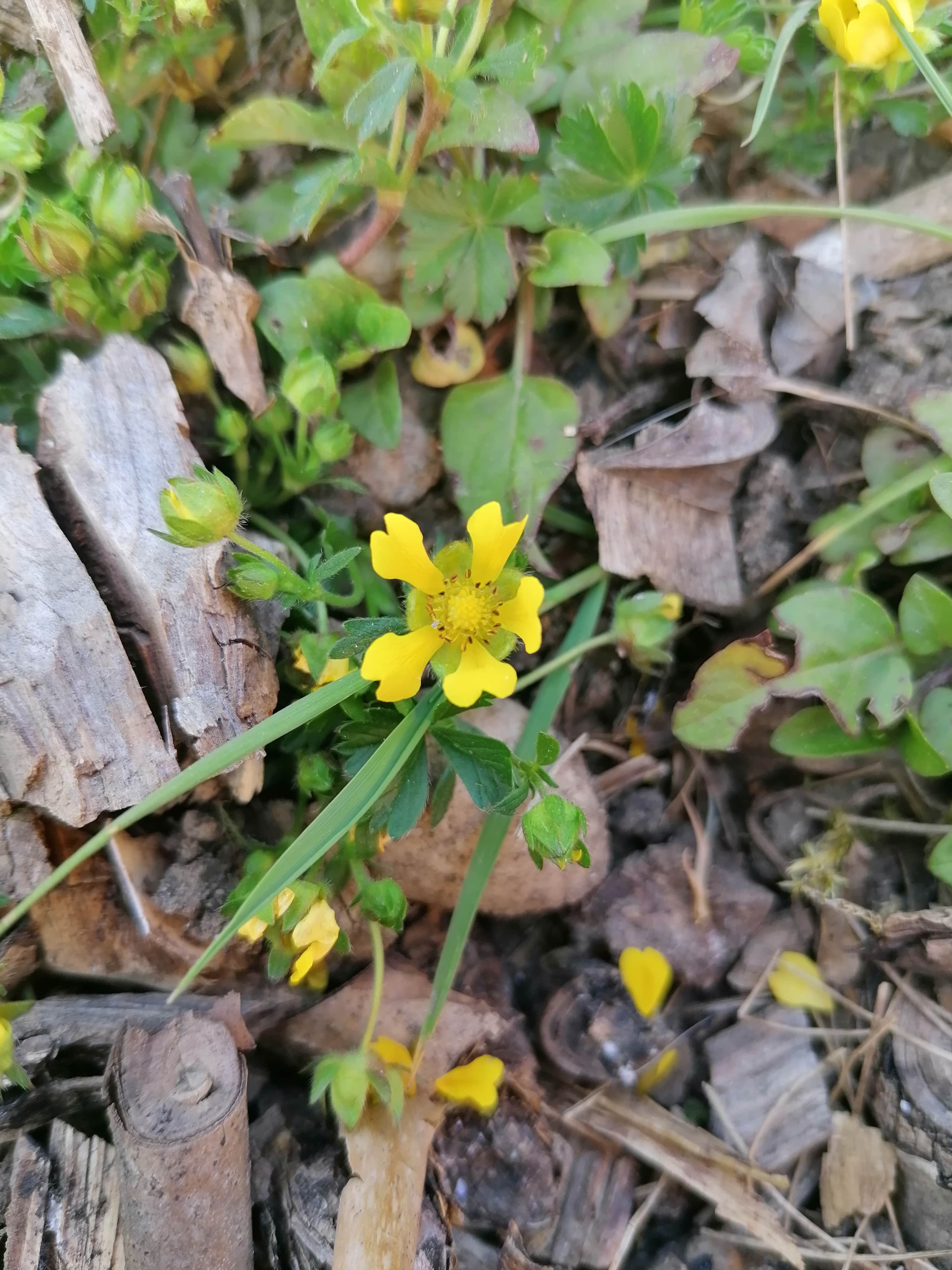 Annexe fleurs-min.jpg