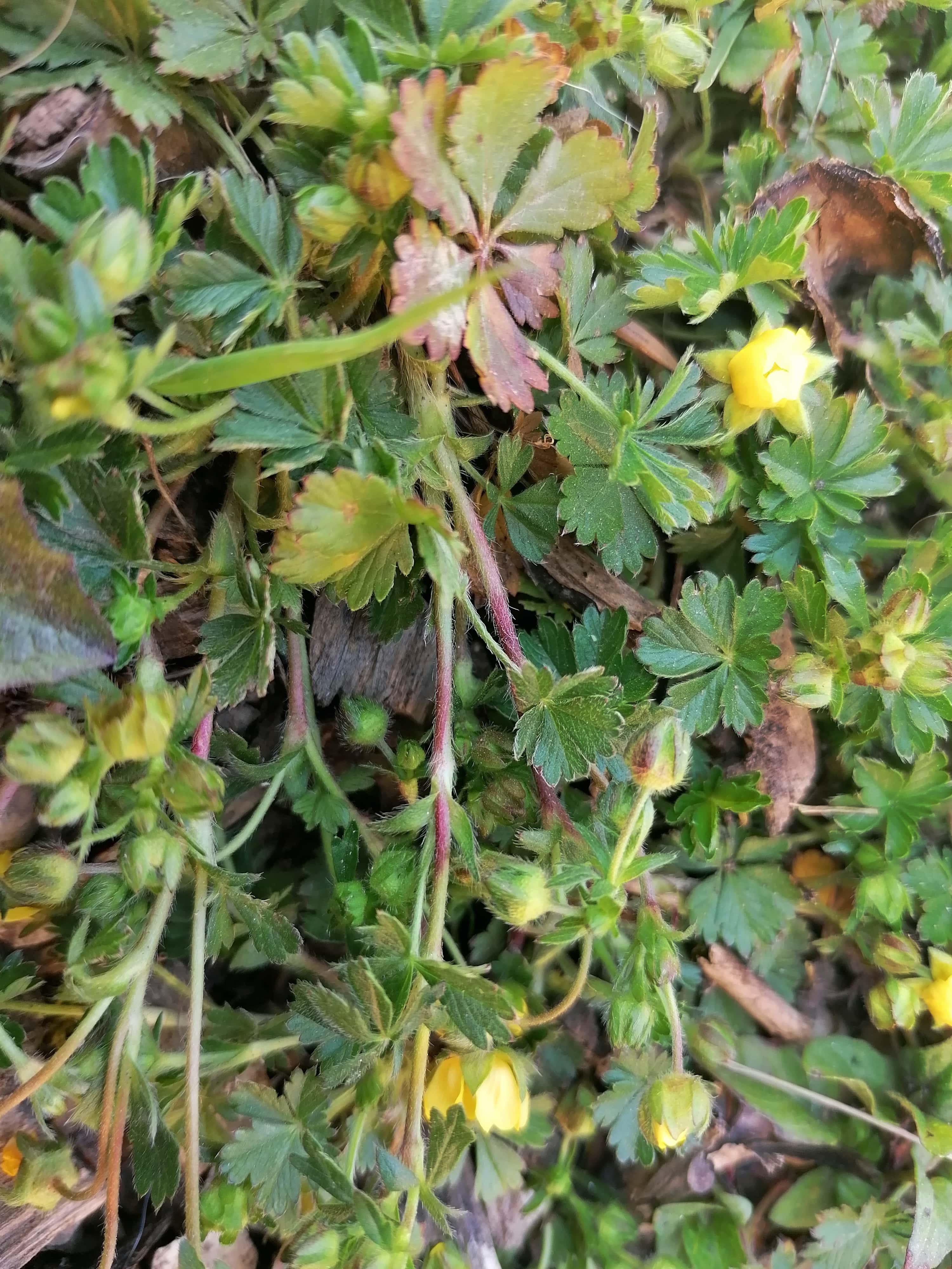 Annexe tige et feuille-min.jpg