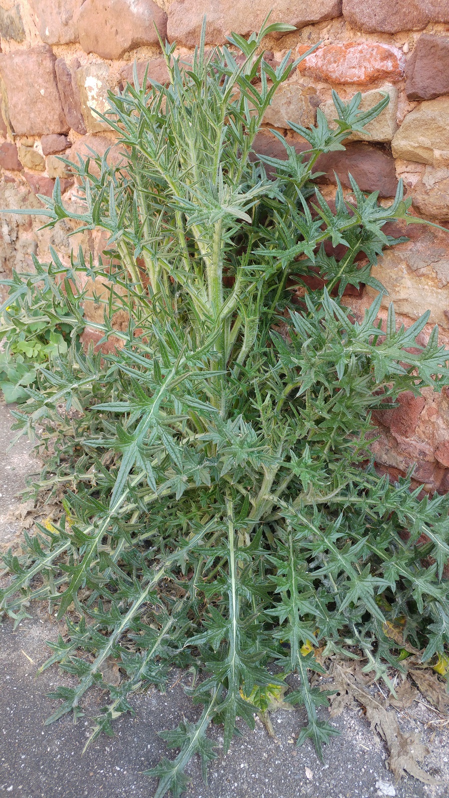 Annexe 20200409_124400 mooc.jpg