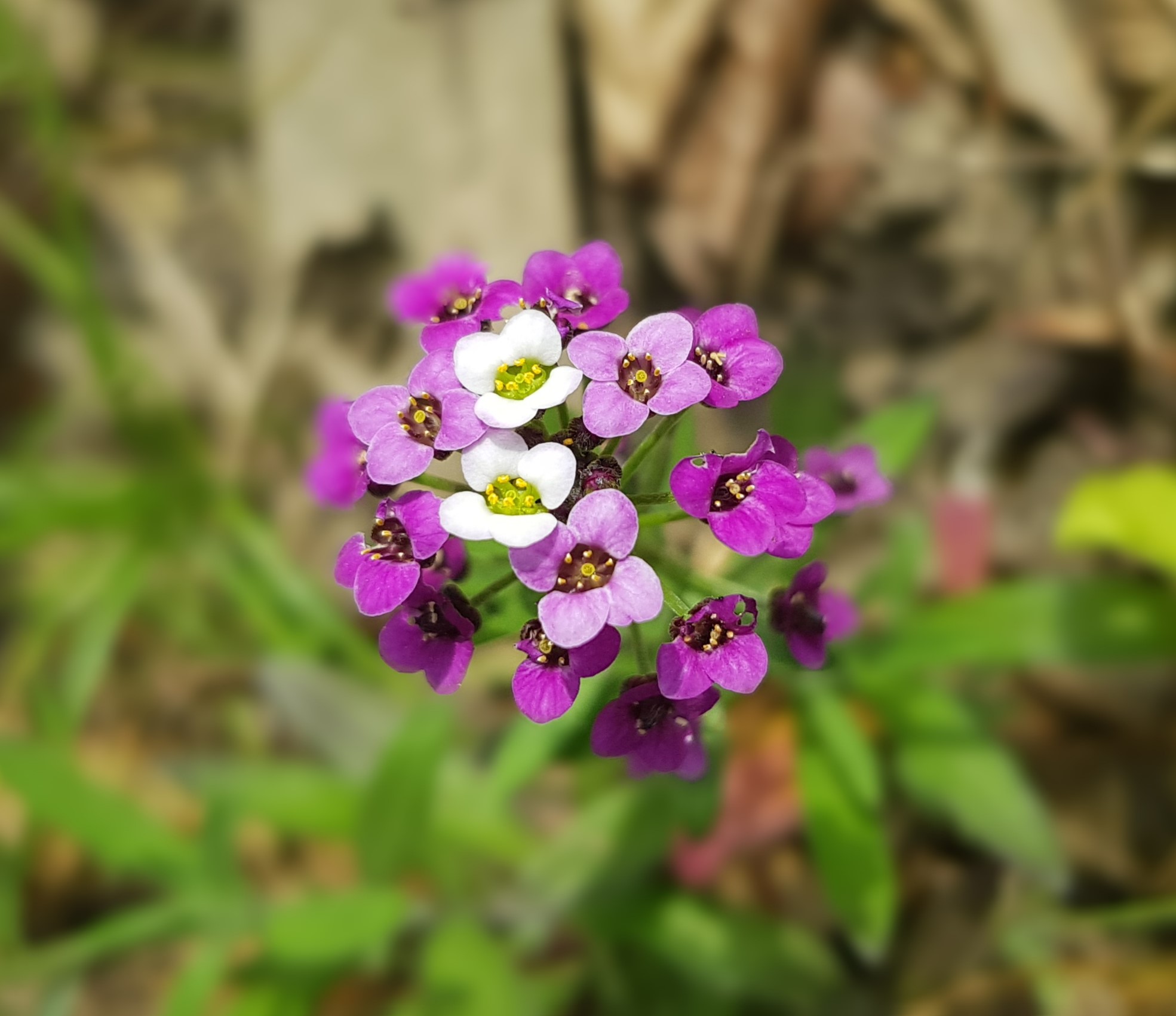 Annexe 20200411_123854.jpg