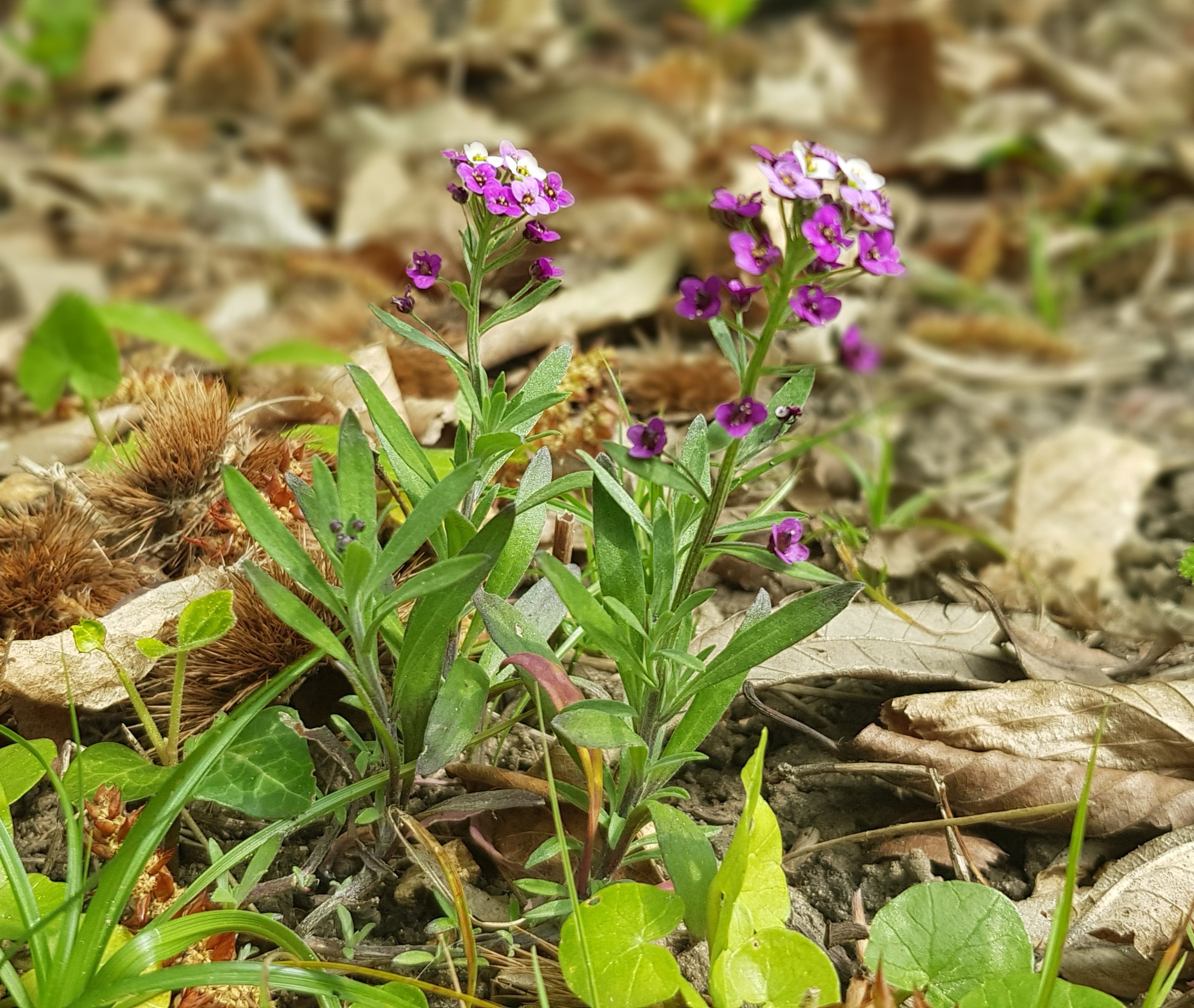 Annexe 20200411_123913.jpg