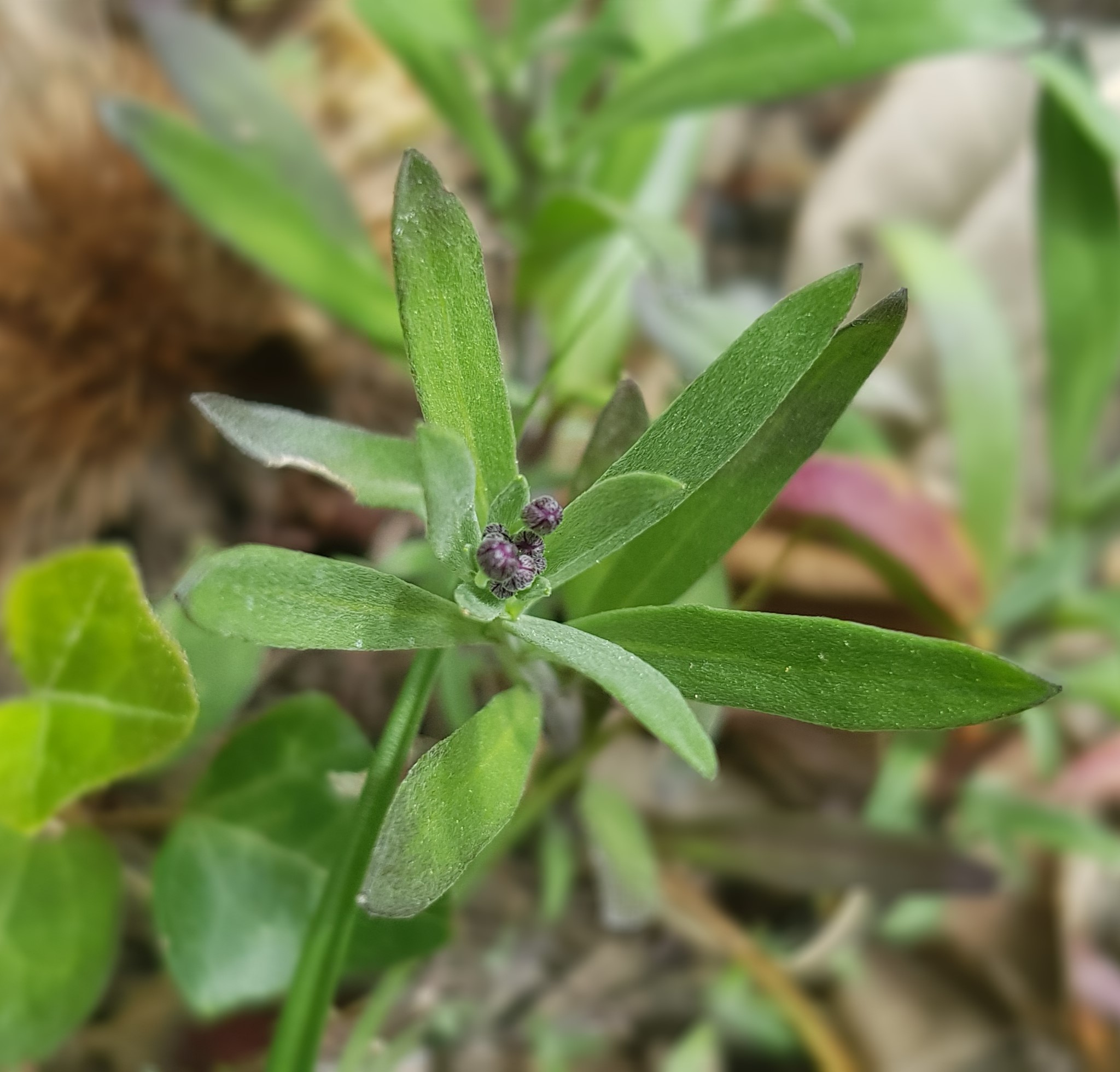 Annexe 20200411_123929.jpg