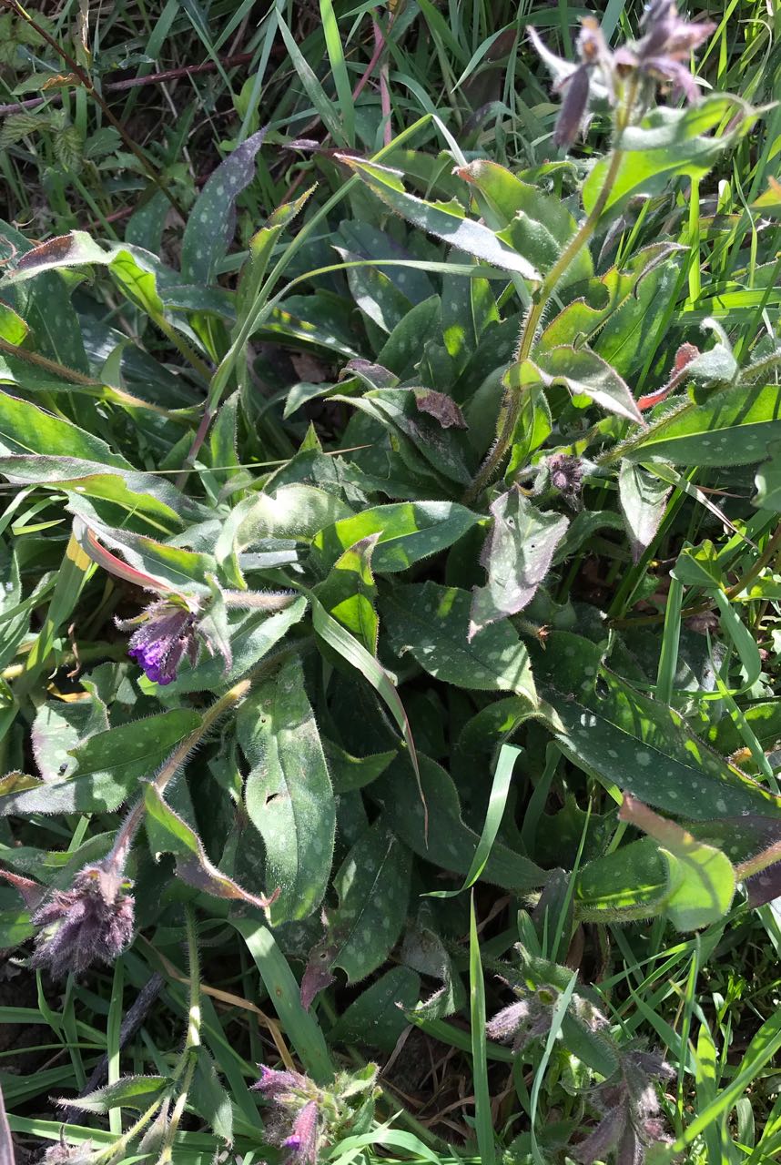 Annexe IMG_0917 (1).jpg