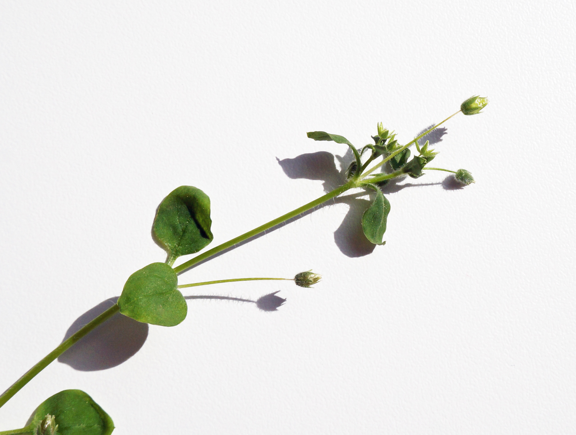 Annexe plane-jardiniere-2.jpg