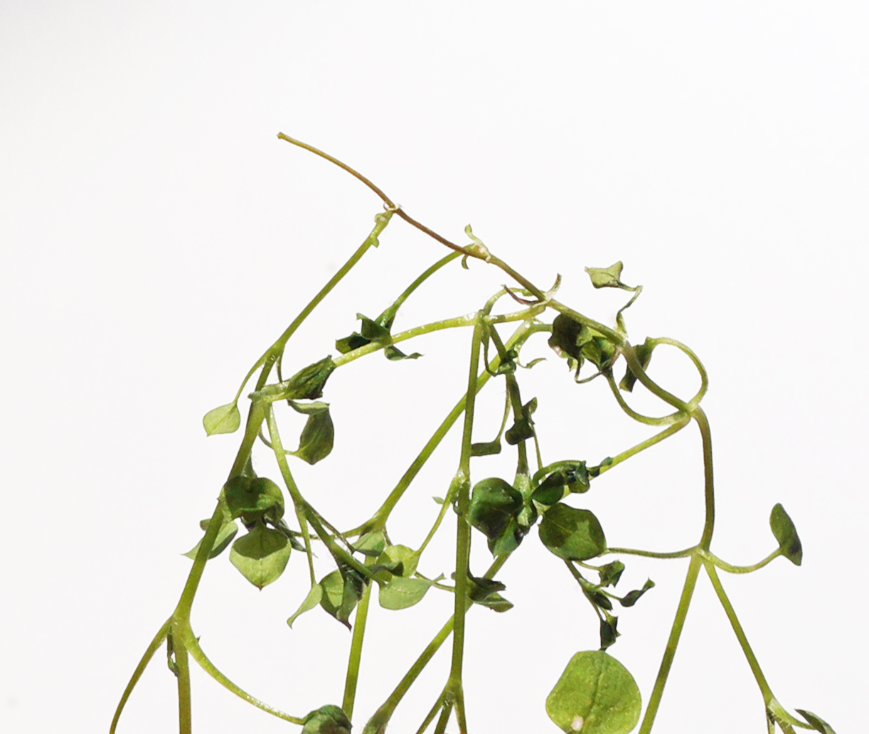 Annexe plane-jardiniere-3.jpg