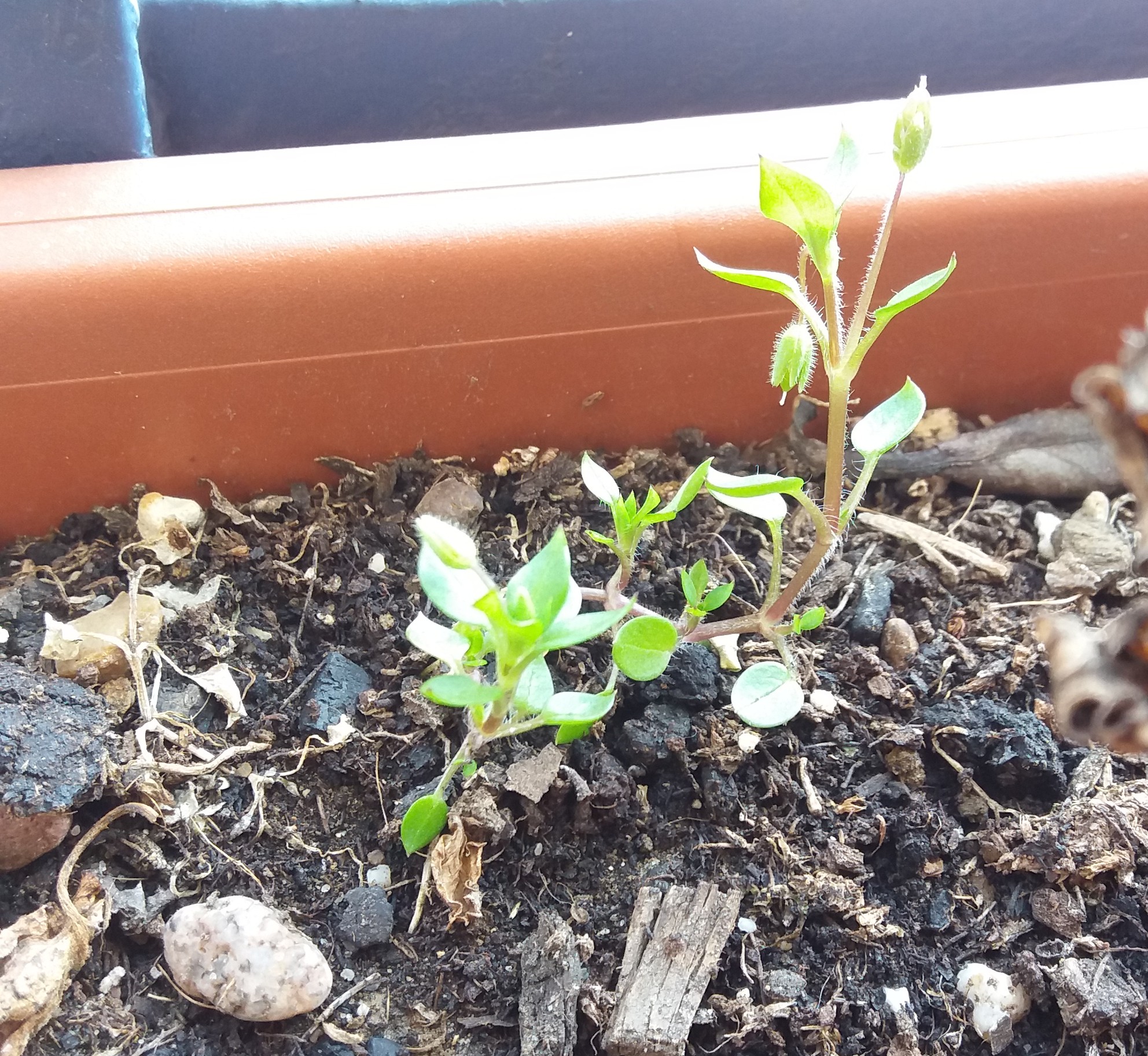 Annexe 20200411_150556.jpg