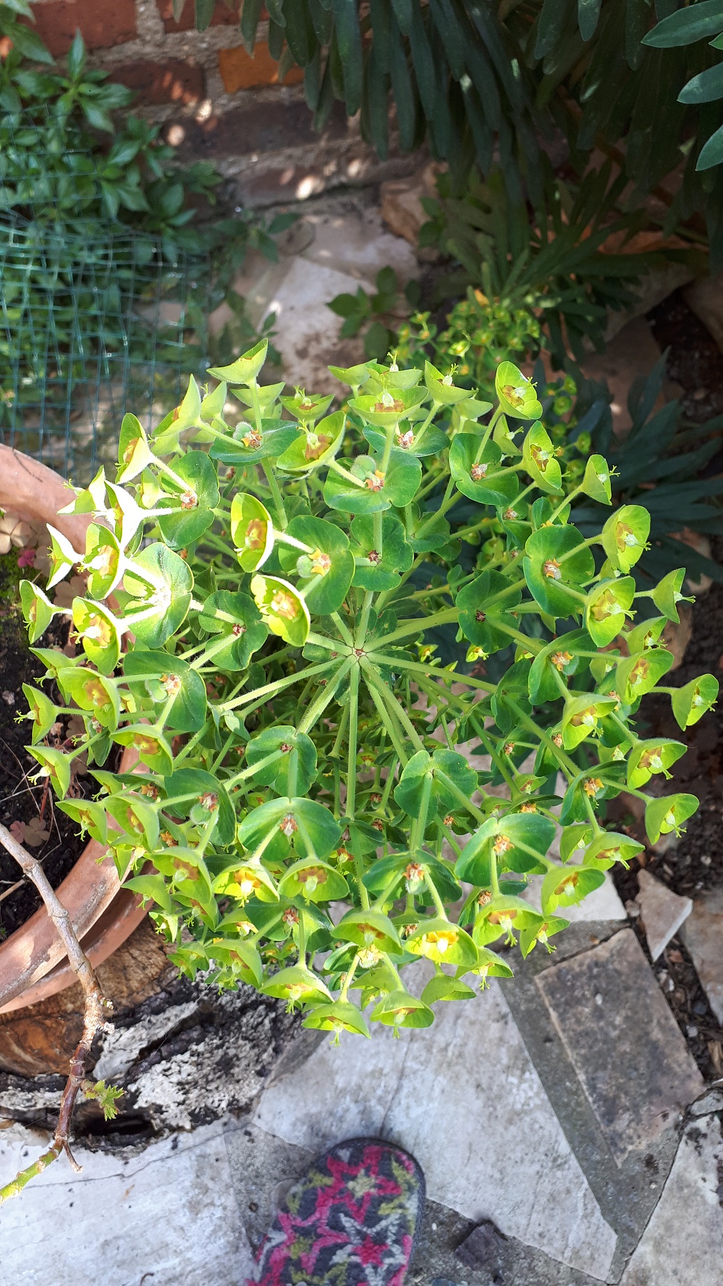 Annexe 20200411_150700.jpg