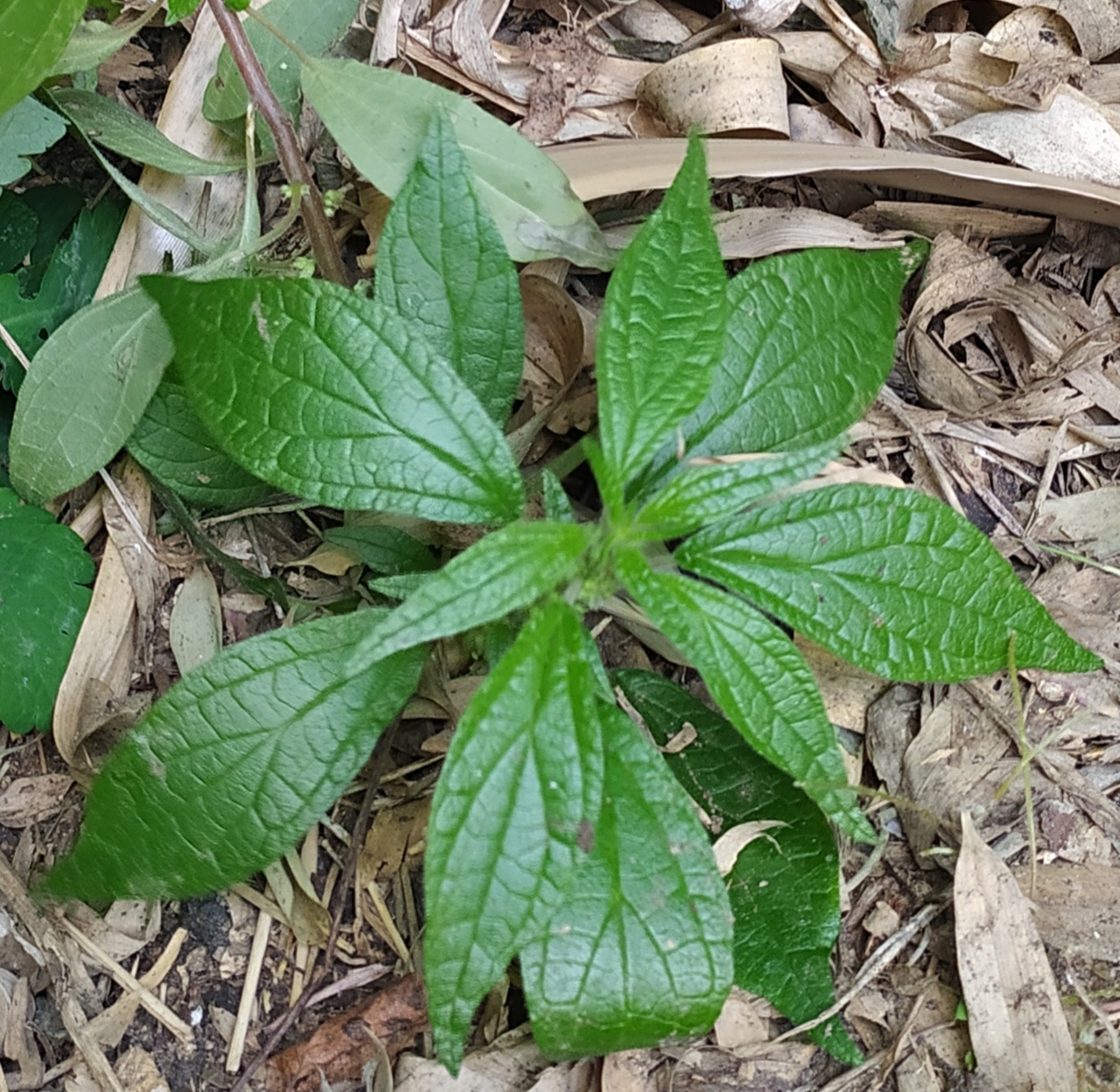 Annexe IMG_20200411_160405.jpg