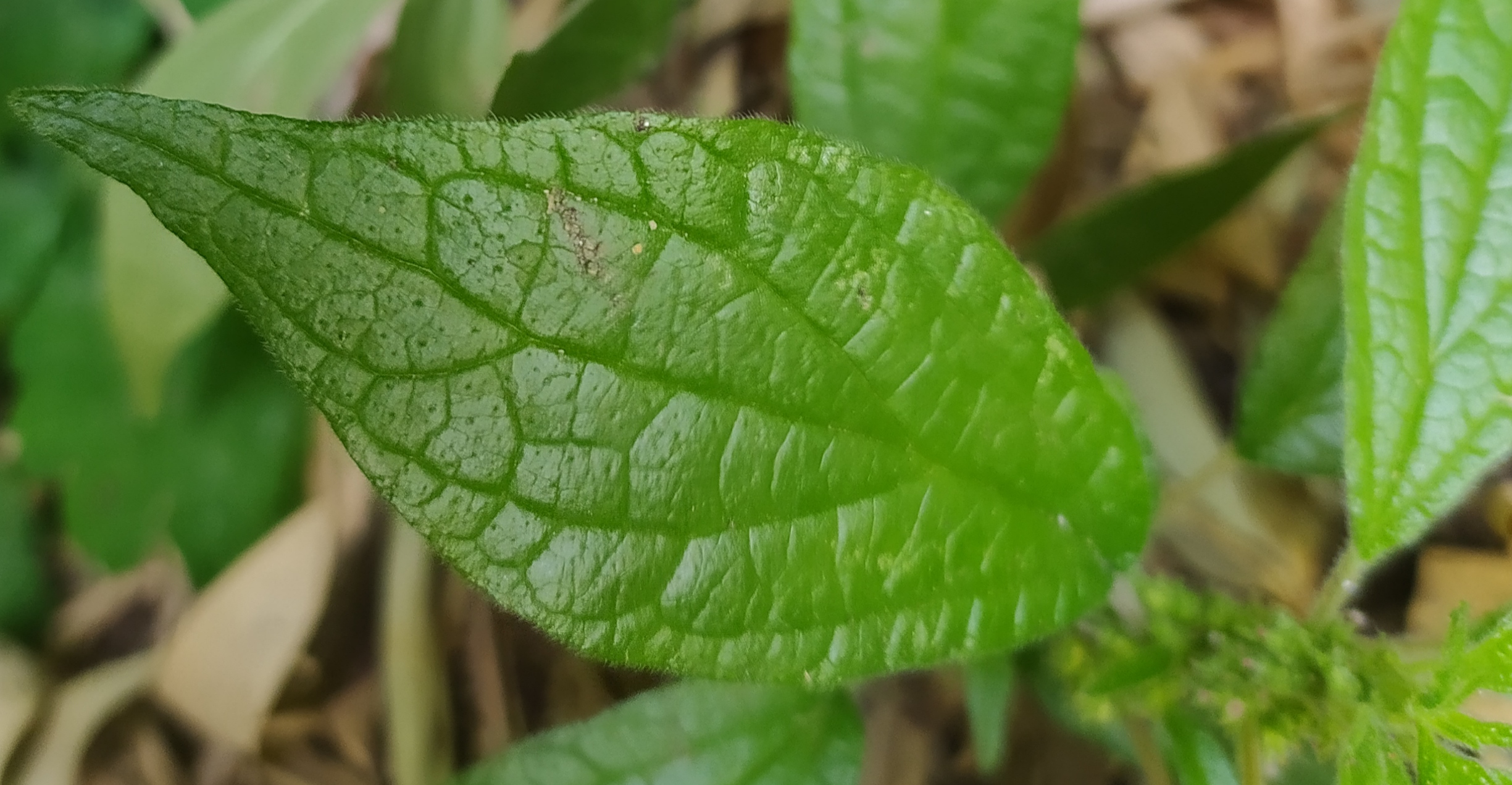 Annexe IMG_20200411_160553.jpg