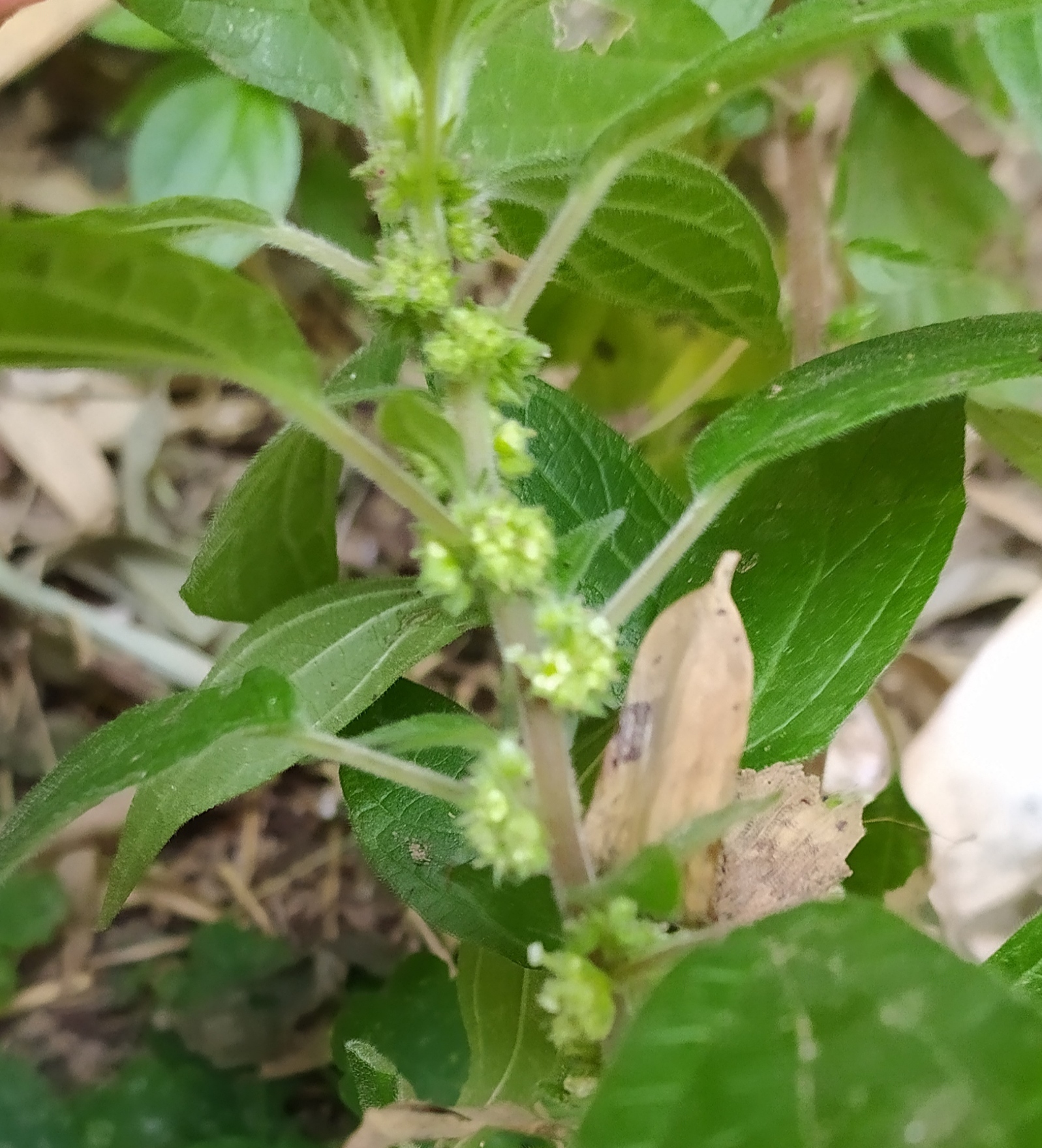 Annexe IMG_20200411_160657.jpg