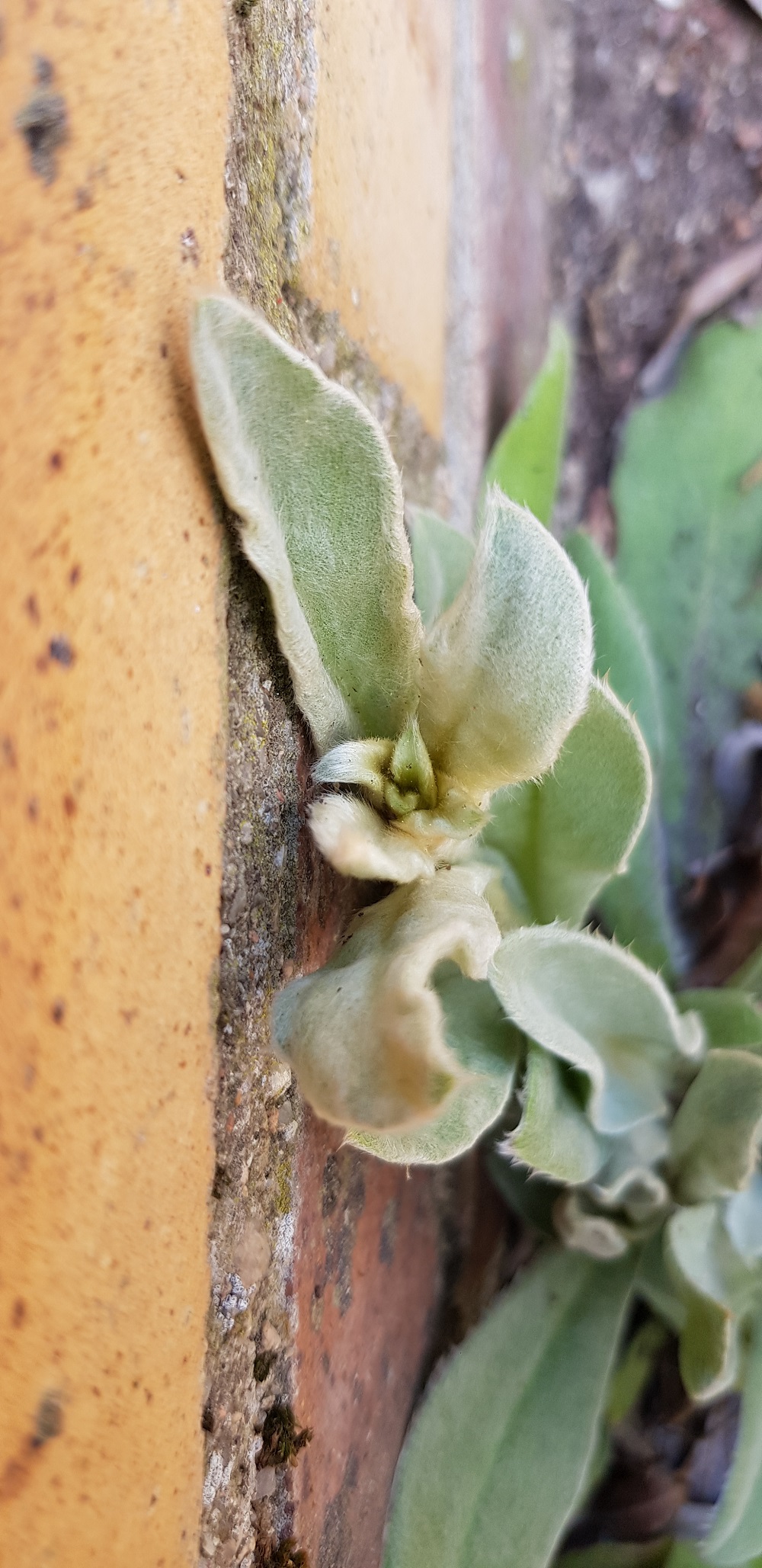 Annexe 20200411_154351 redim.jpg