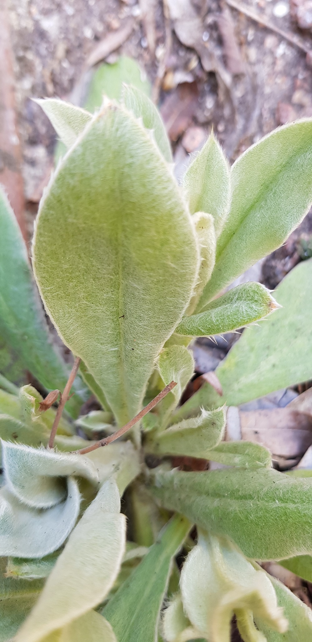 Annexe 20200411_154407 redim.jpg