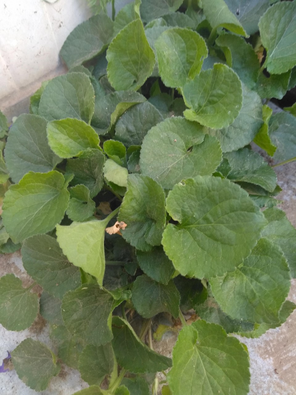 Annexe thumbnail_P_20200411_160105.jpg