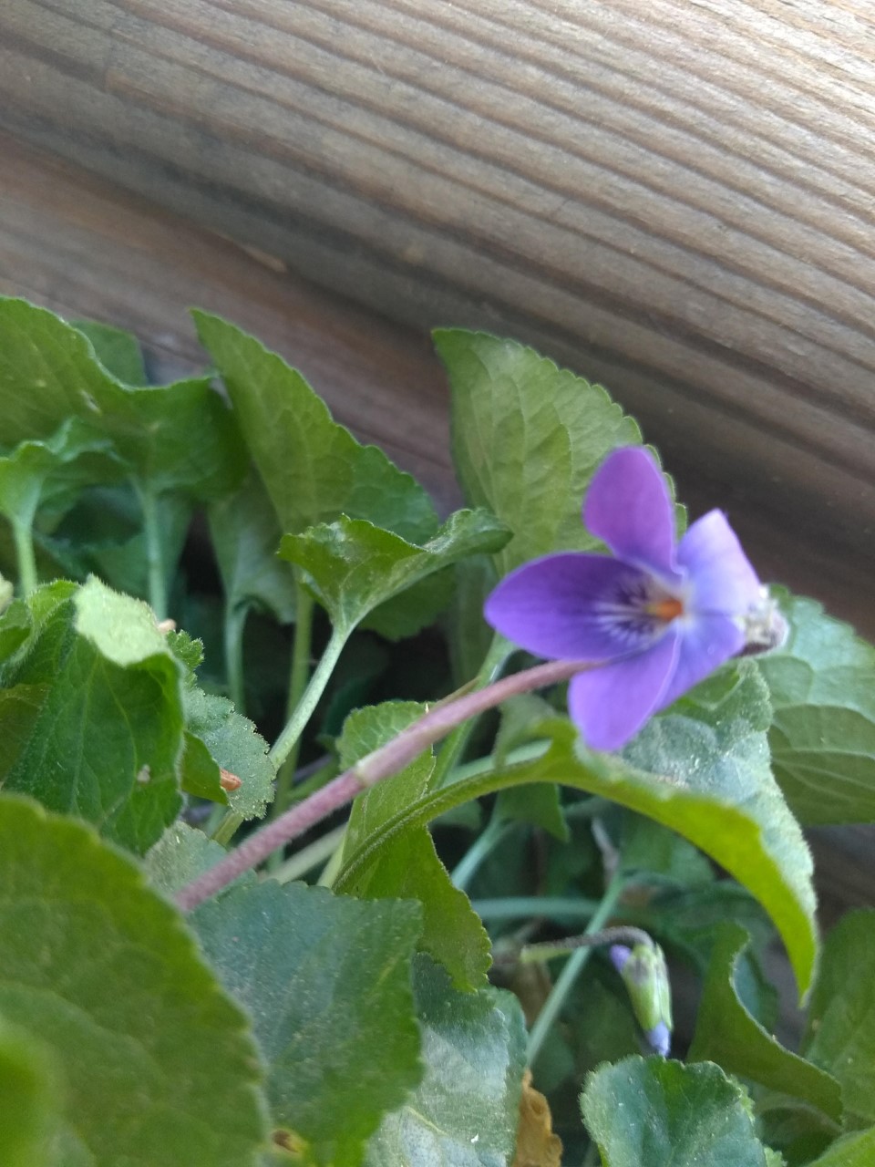 Annexe thumbnail_P_20200411_160124.jpg