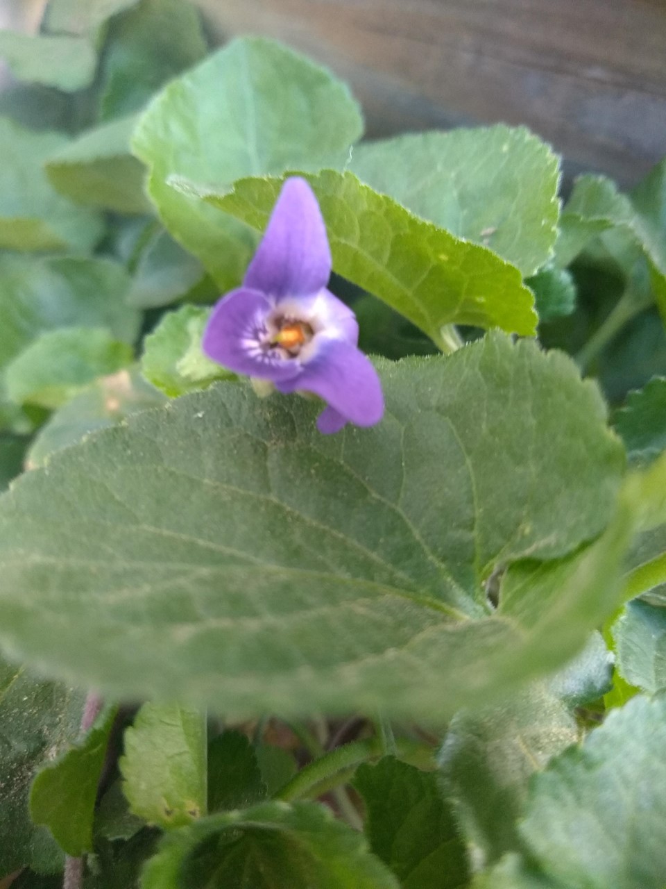 Annexe thumbnail_P_20200411_160748.jpg