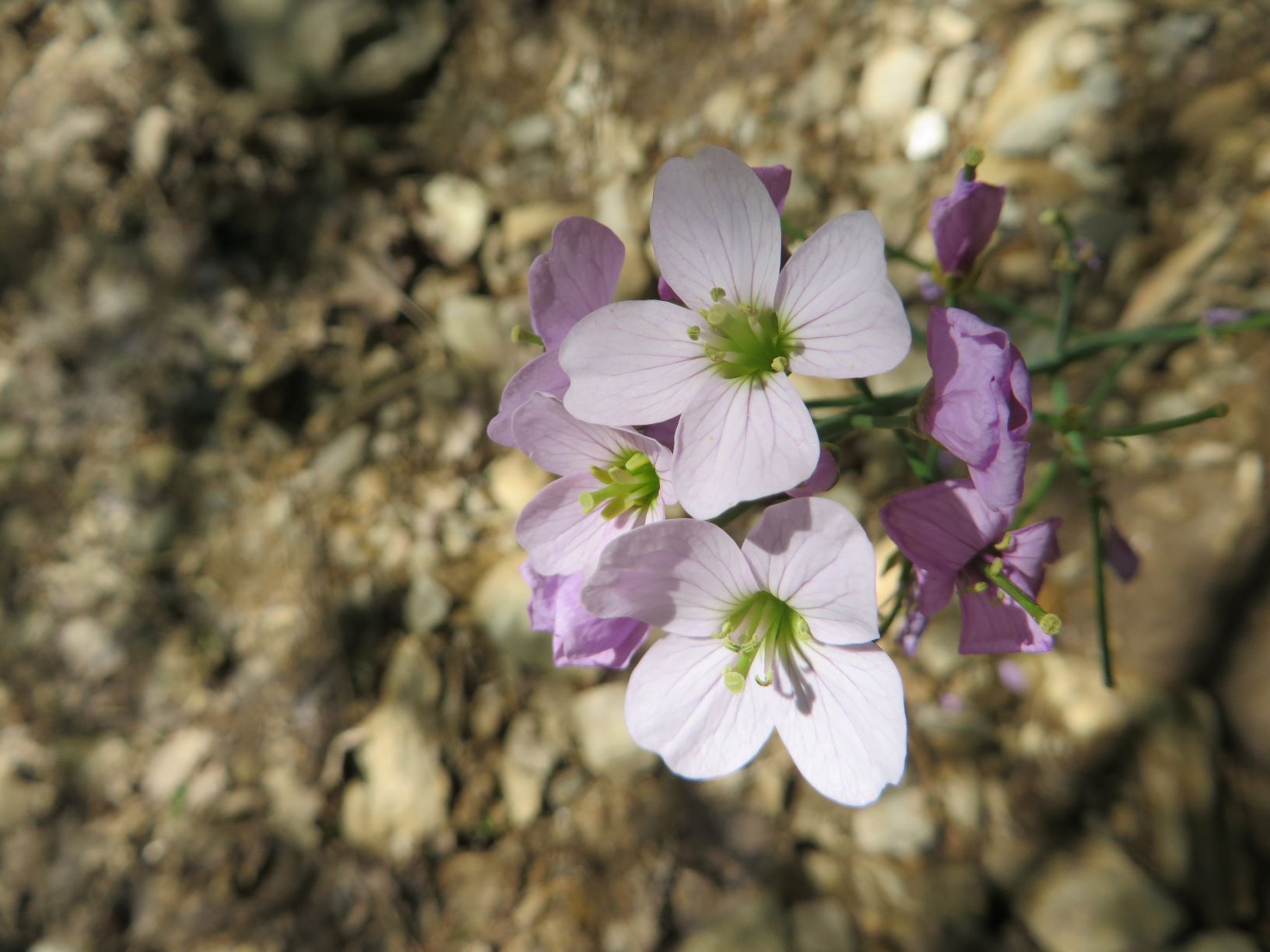 Annexe Cardamine_2.JPG