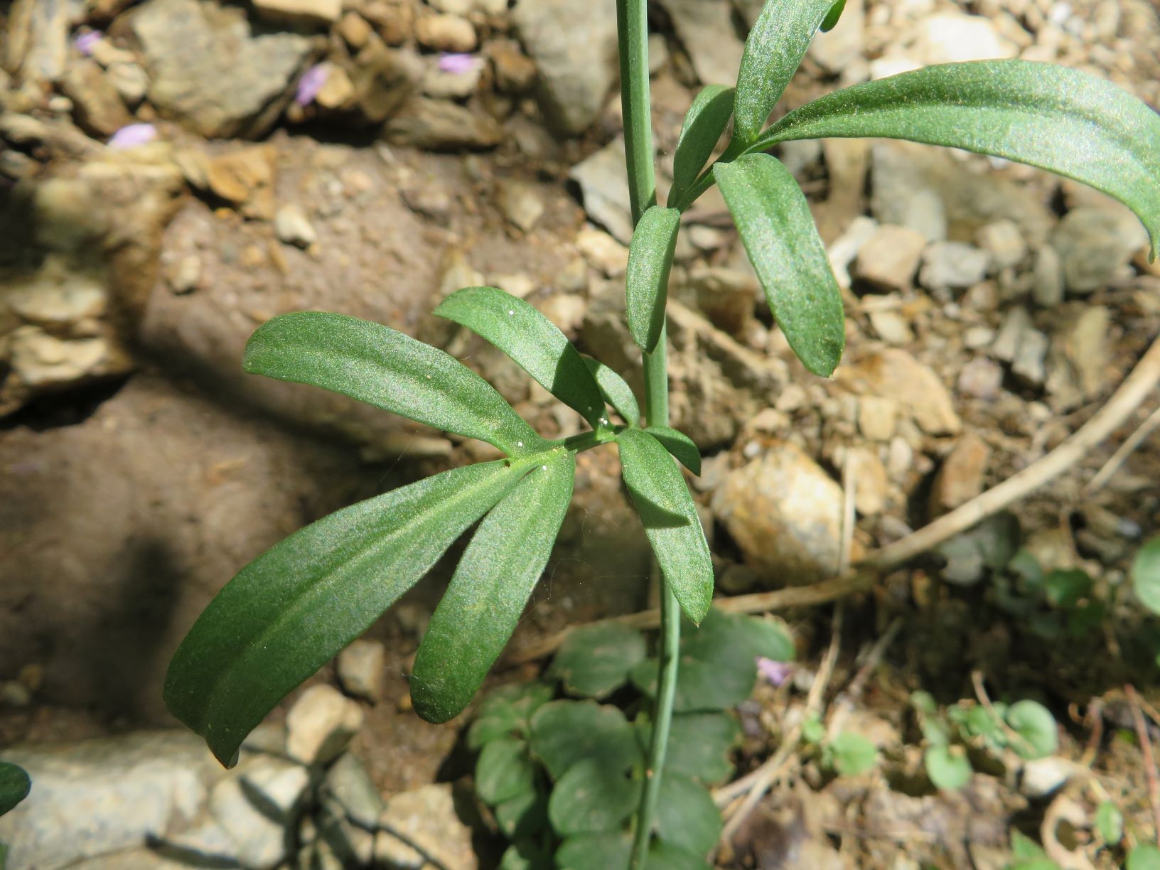 Annexe Cardamine_3.JPG