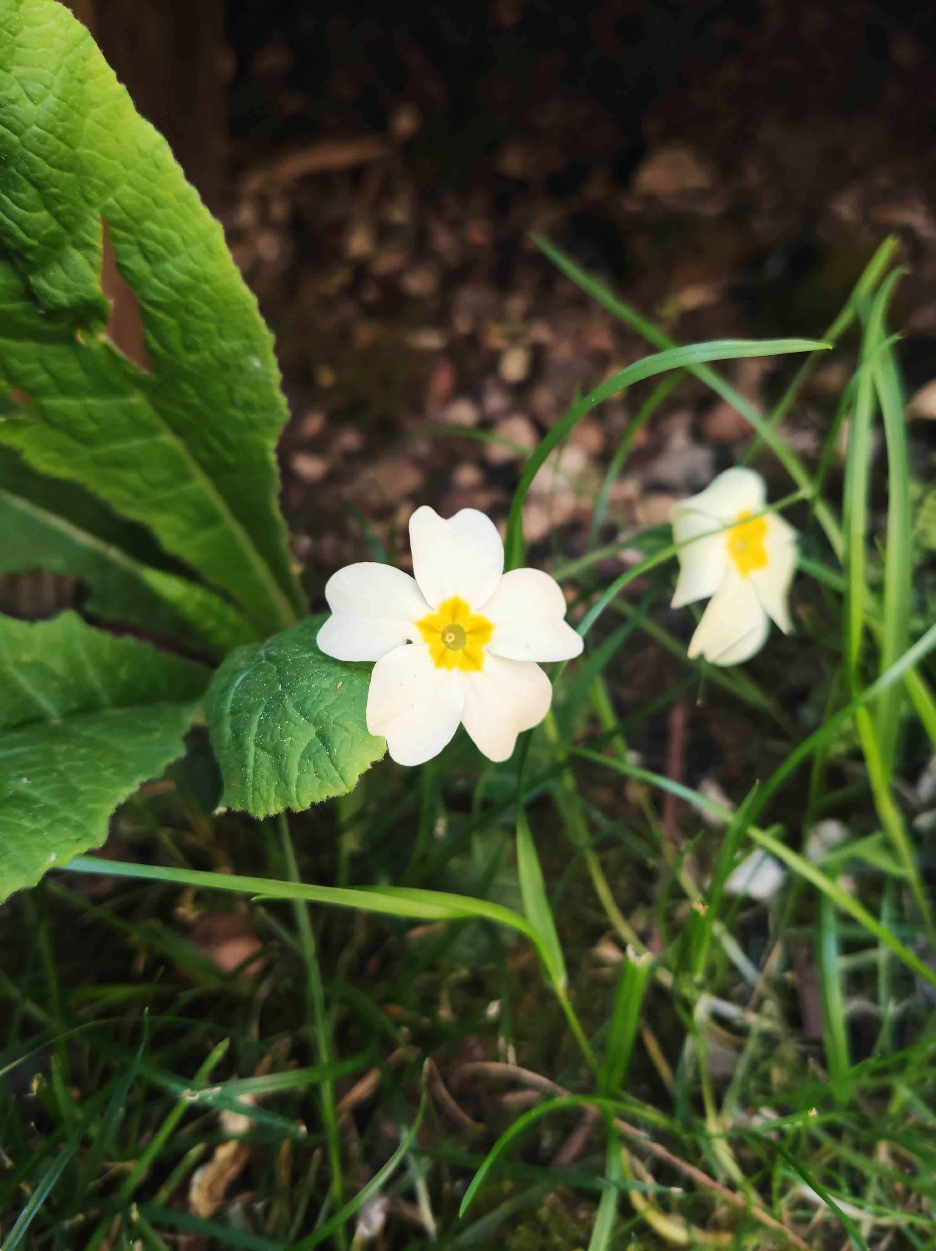 Annexe IMG_20200411_163834-min.jpg