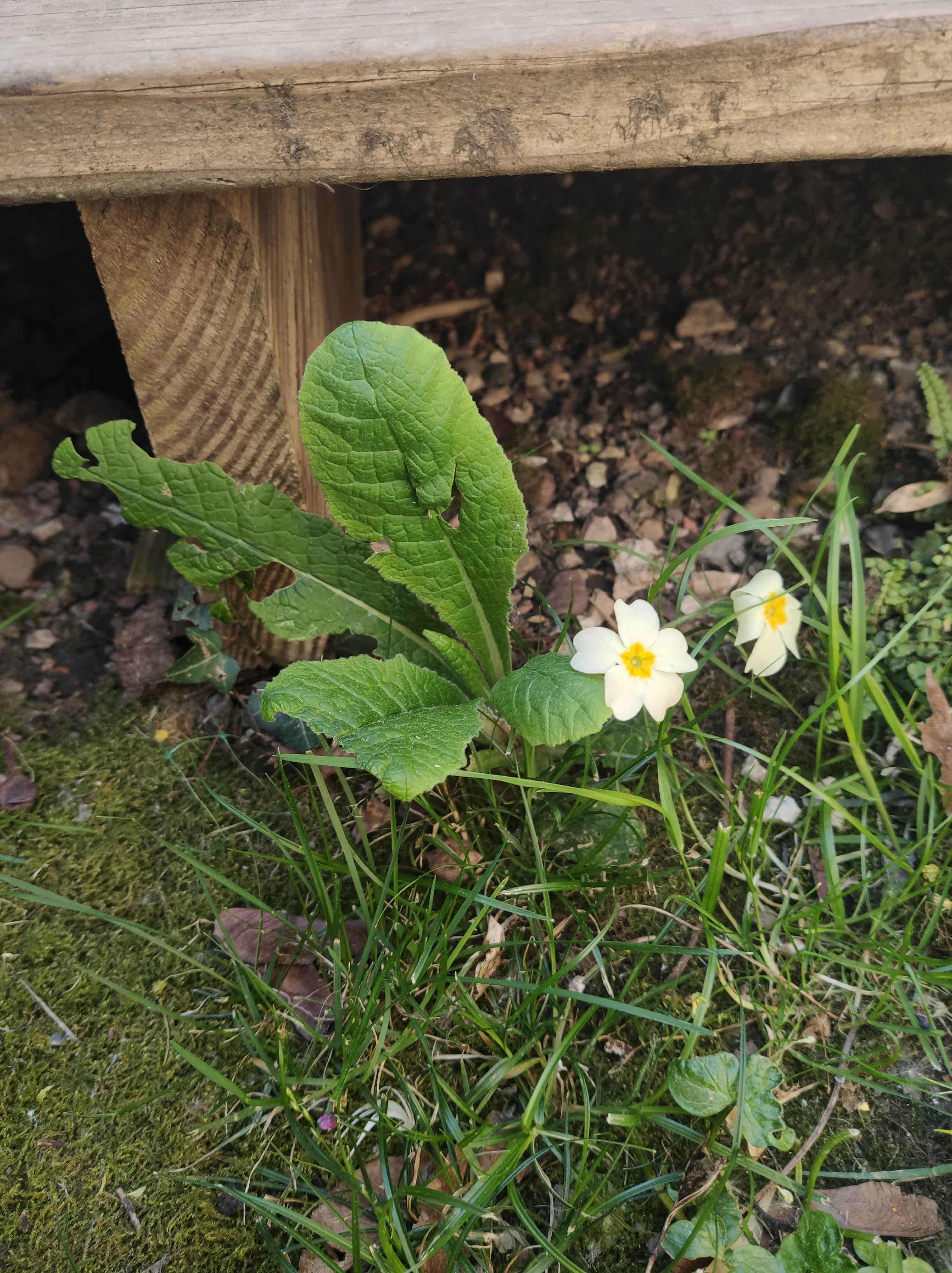 Annexe IMG_20200411_163843_1-min.jpg