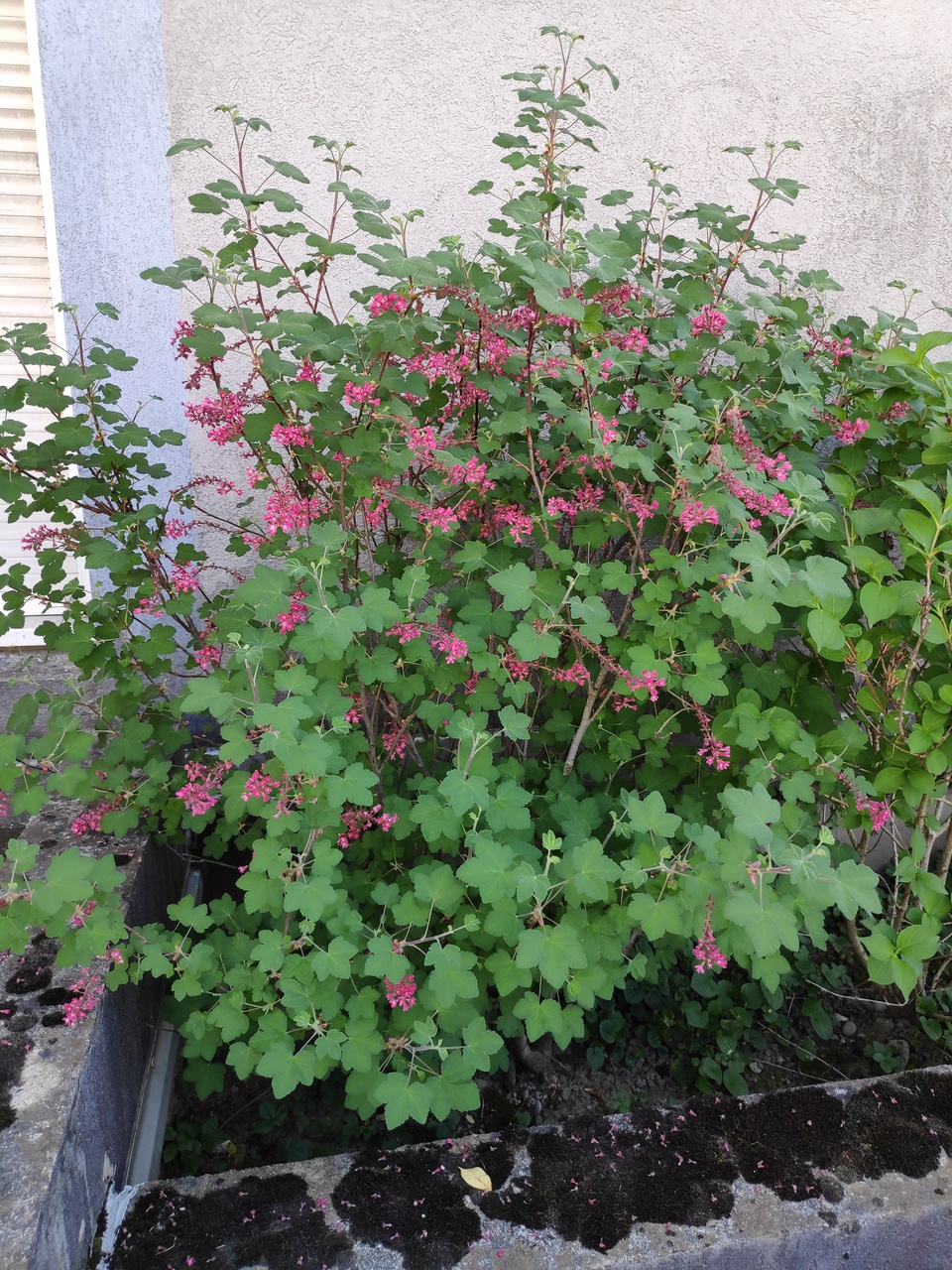 Annexe IMG_20200411_163040_1.jpg