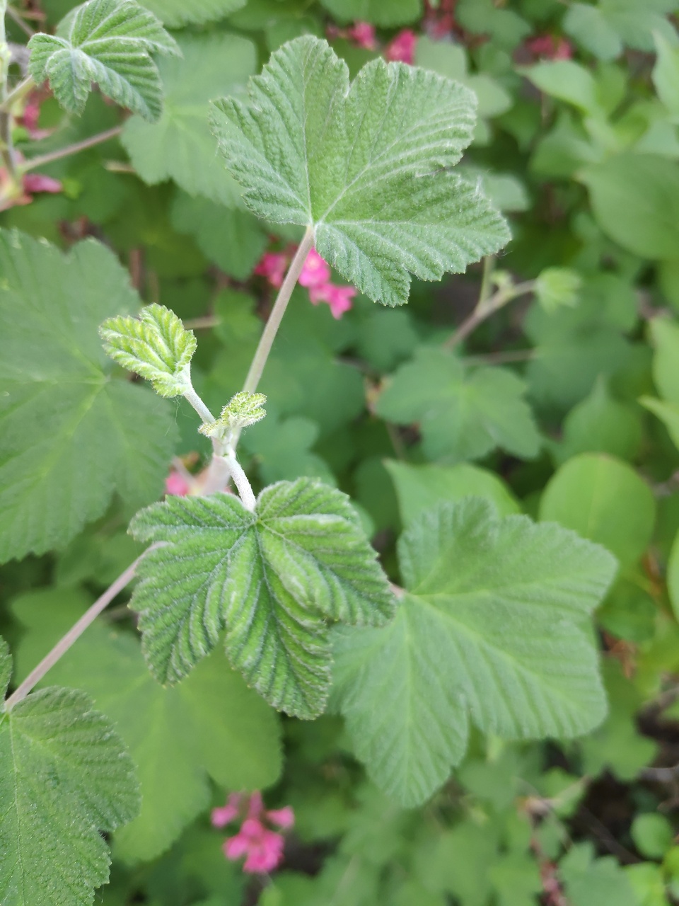 Annexe IMG_20200411_163055_1_1.jpg