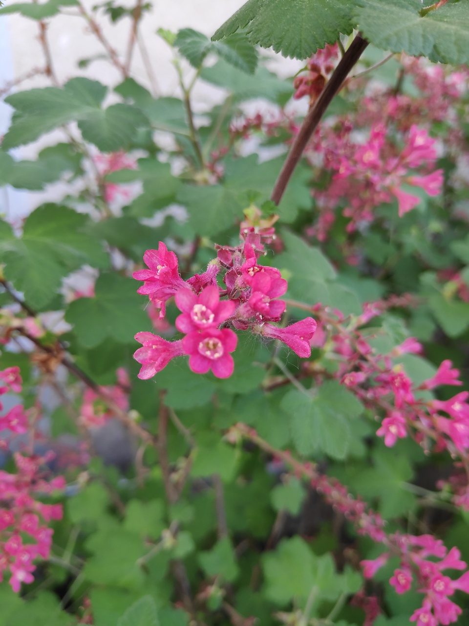 Annexe IMG_20200411_163211_1_1.jpg