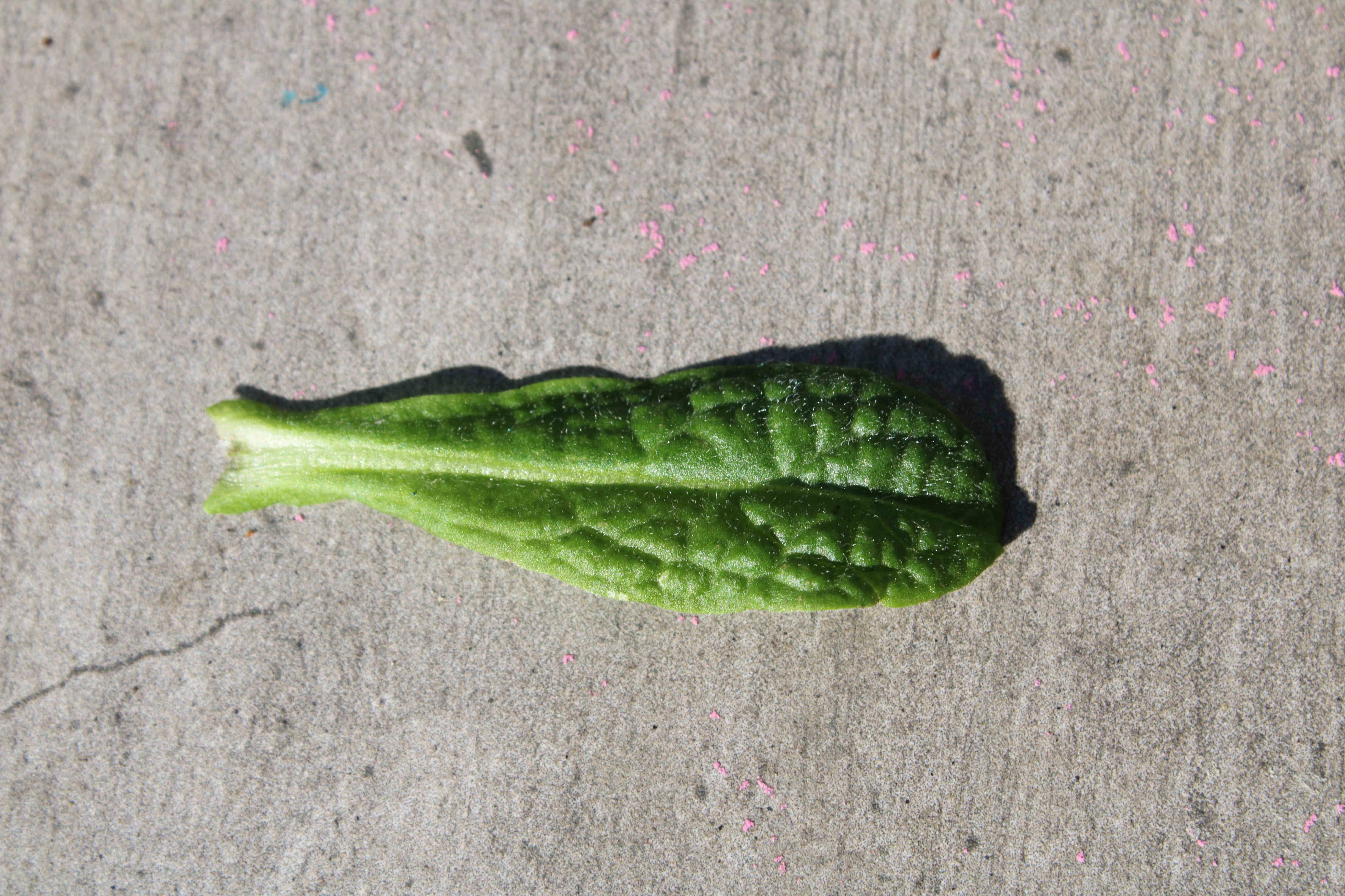 Annexe IMG_0283b.jpg