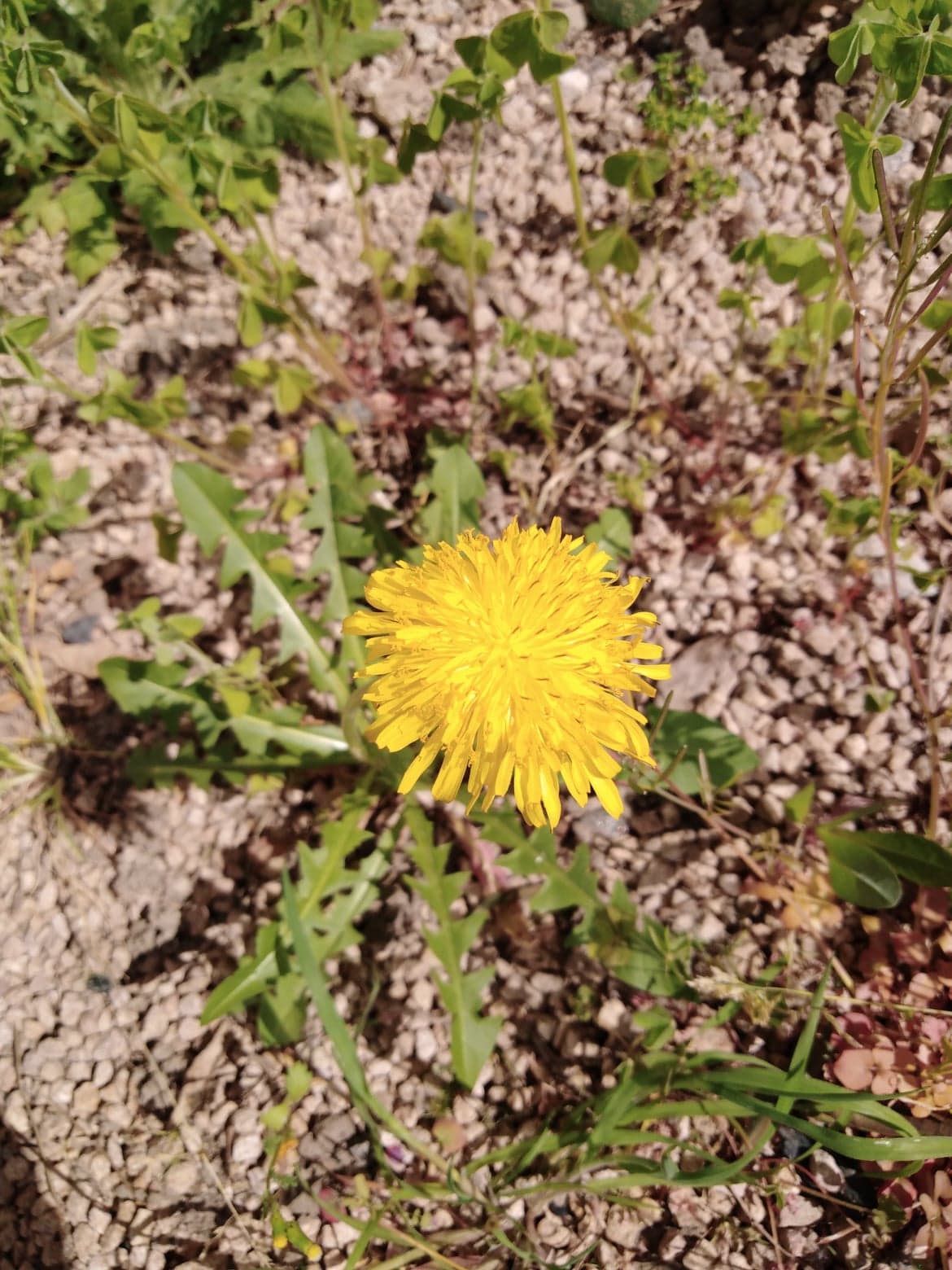 Annexe 92595992_672321790264075_1696591783628111872_n.jpg