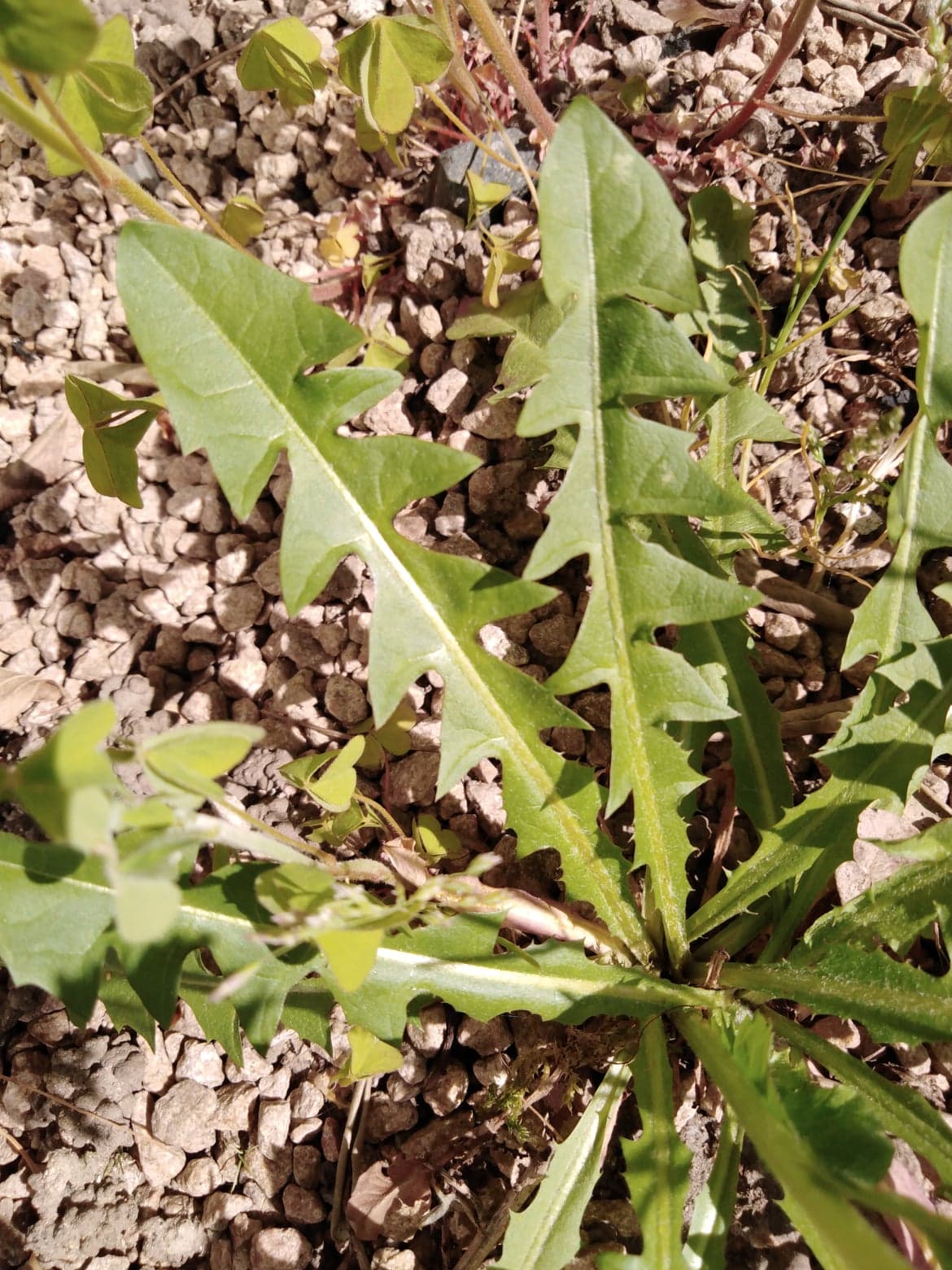 Annexe 93376845_225803078625136_8599120891390984192_n.jpg