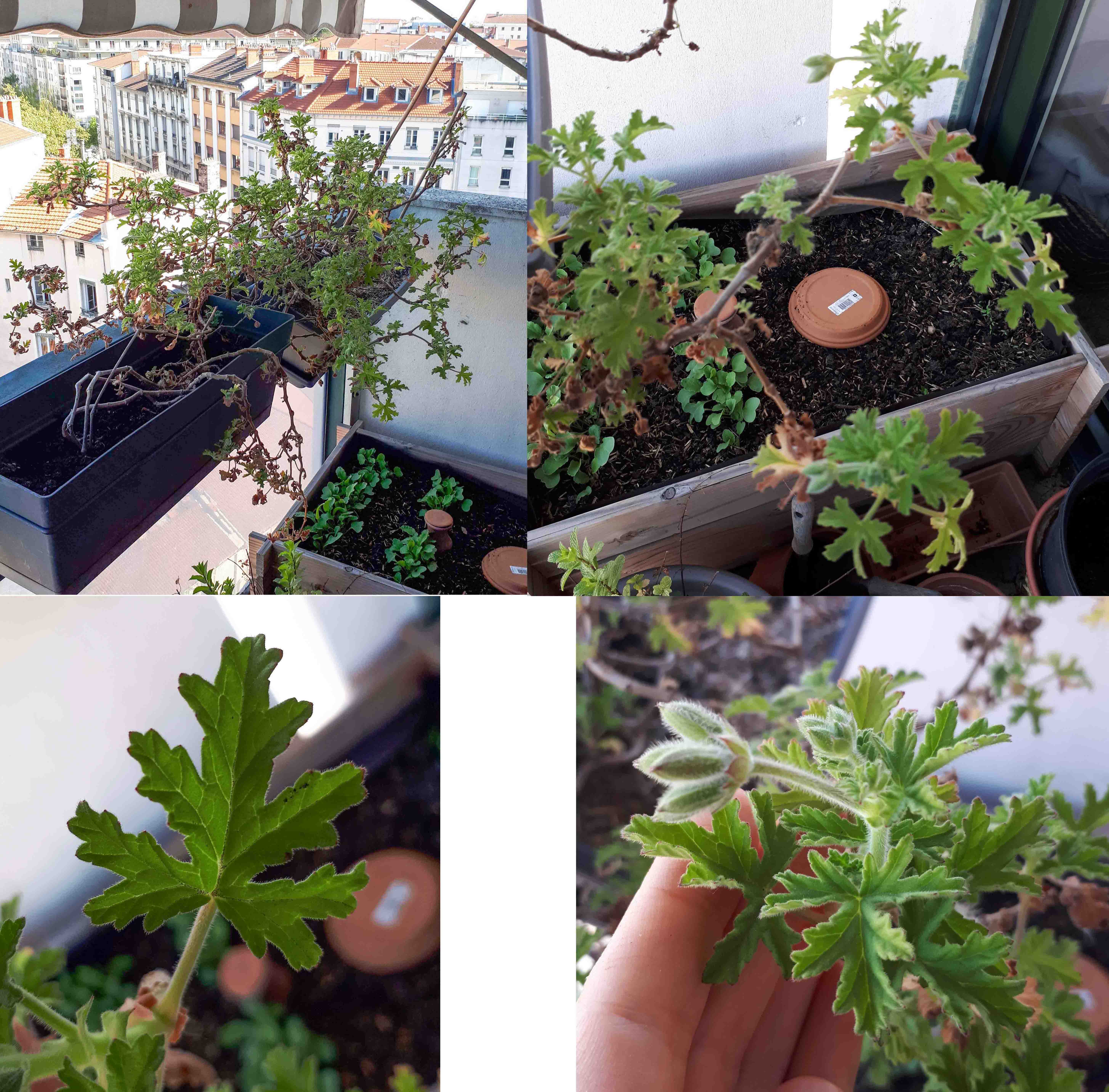 Annexe Géranium.jpg