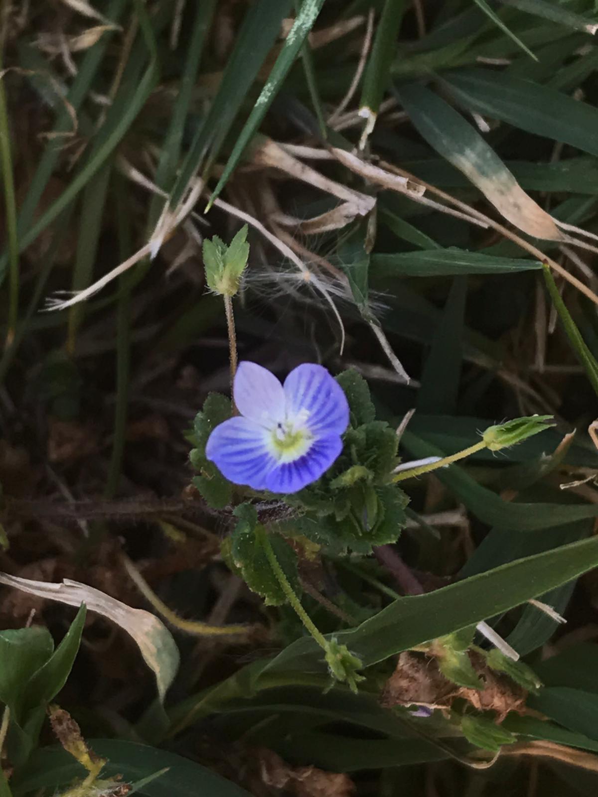 Annexe Veronica 2.jpg