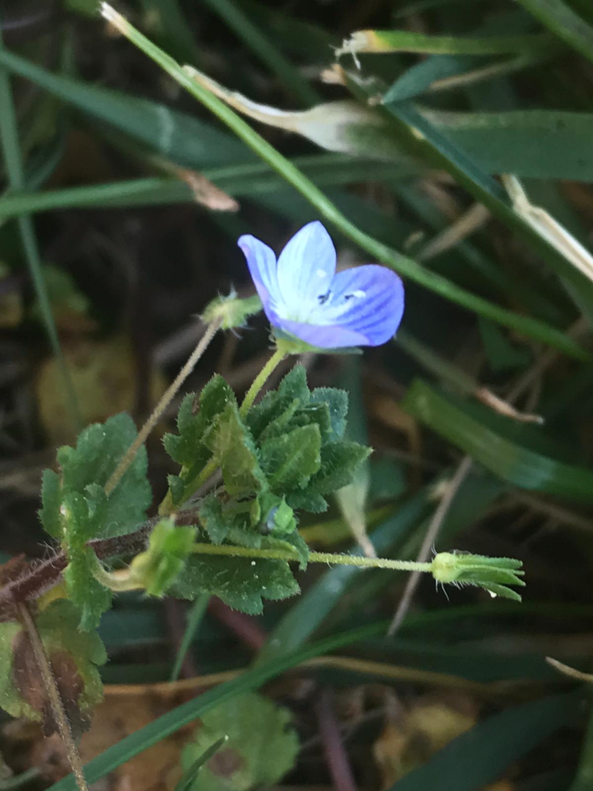 Annexe veronica .jpg