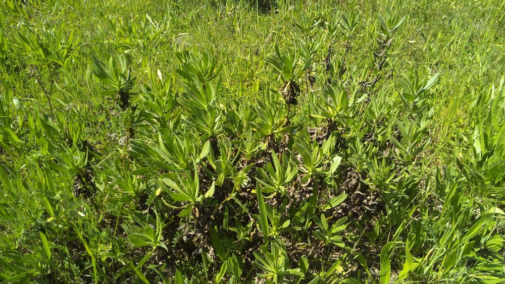 Annexe inconnue1.jpg