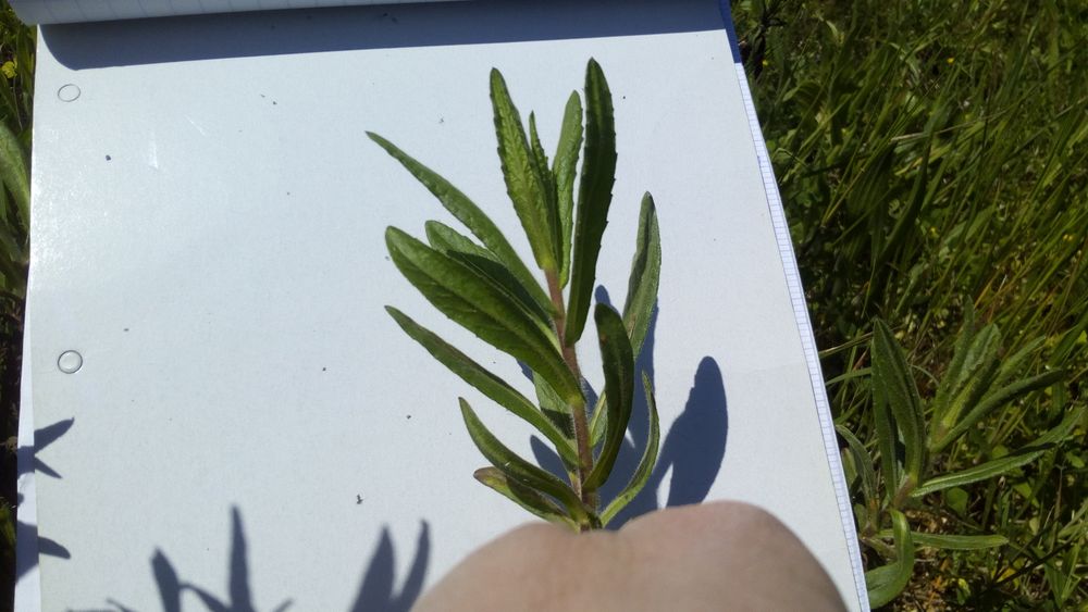 Annexe inconnue2.jpg