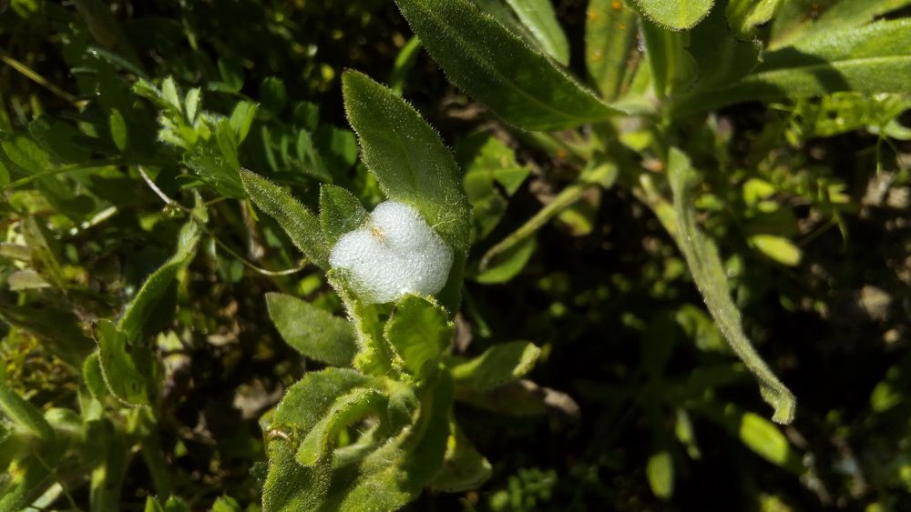 Annexe inconnue3.jpg