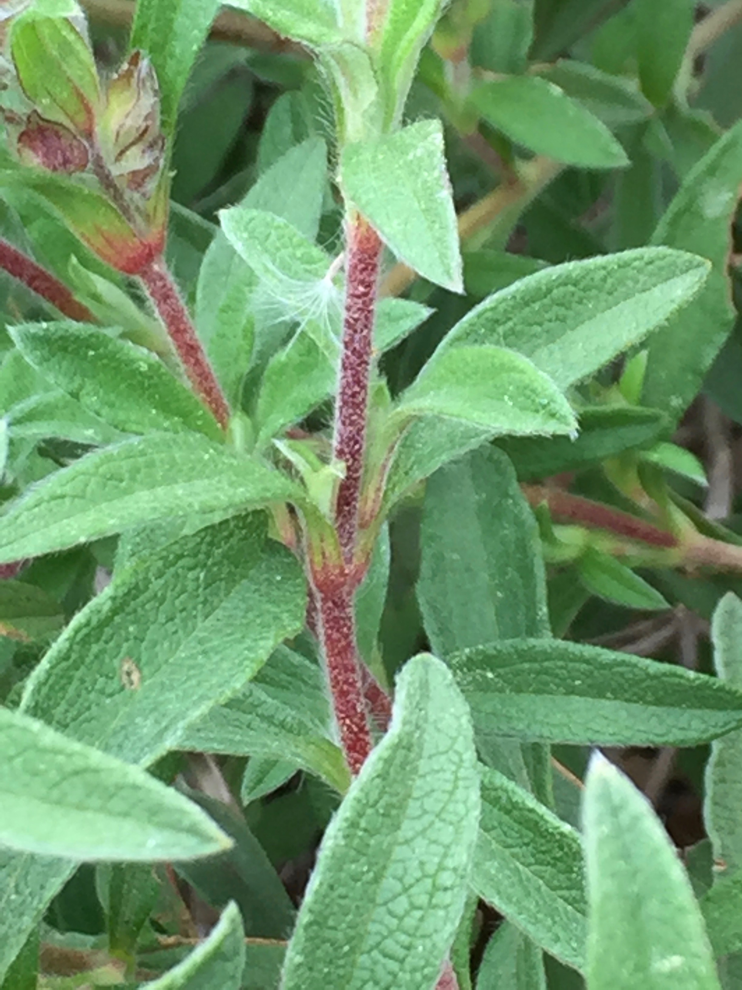 Annexe IMG_7048.jpeg