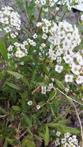 Annexe 1586106171627.jpg