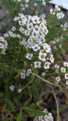 Annexe 1586106171849.jpg