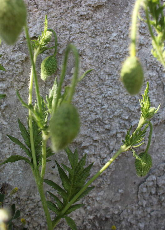 Annexe coquelicot feuilles.png