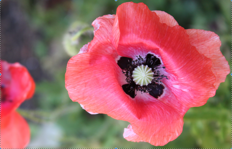 Annexe coquelicot fleur.png
