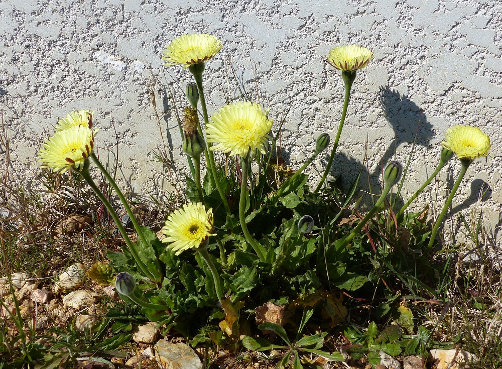 Annexe Groupe_de_fleurs.jpg