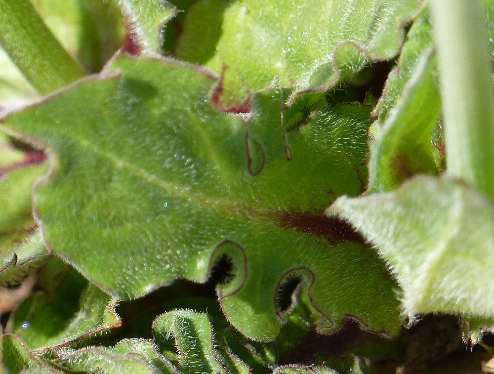 Annexe P1080121reduit.jpg